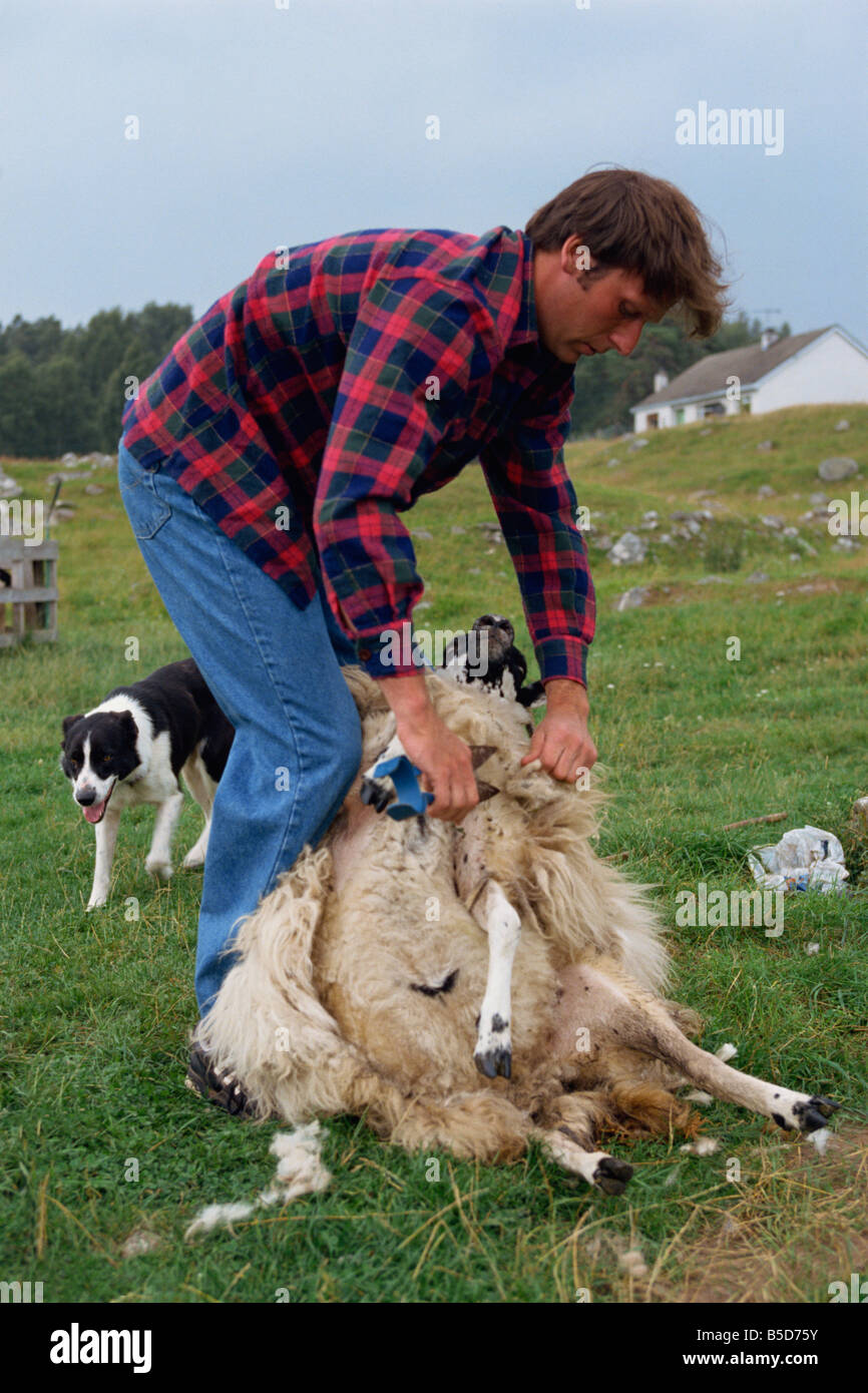 Hombre sujetando las ovejas, Escocia, Europa Foto de stock