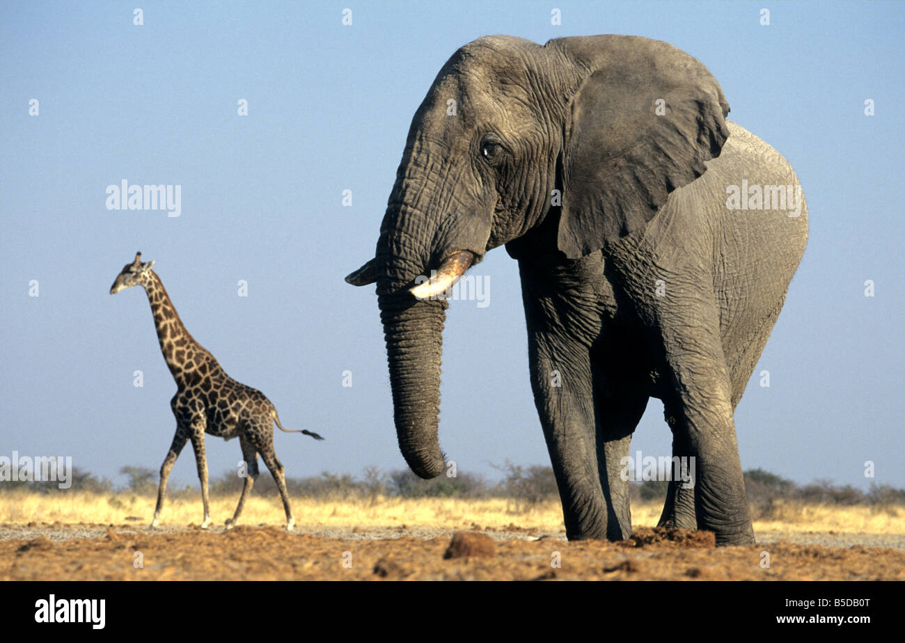 Elefante Africano y la jirafa, el Parque Nacional de Etosha, Namibia  Fotografía de stock - Alamy