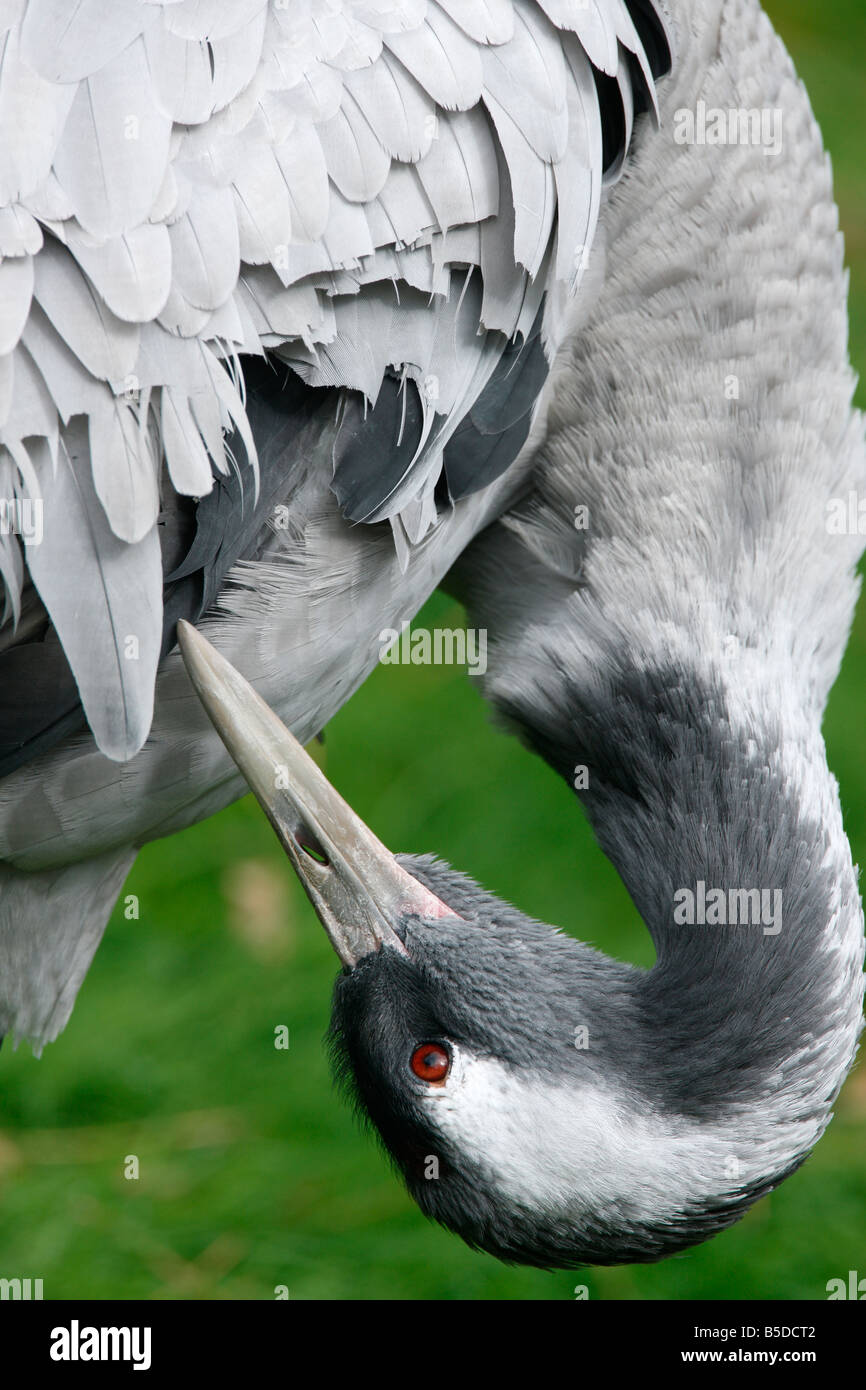 Grulla común Grus grus cabeza cautivo detalle Foto de stock