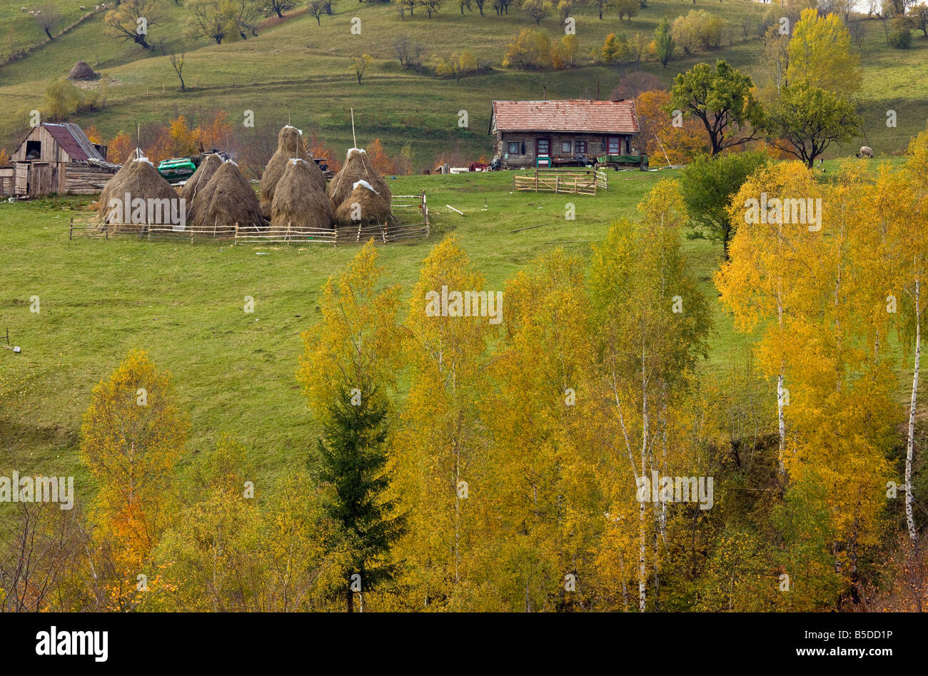 Hermoso paisaje montano pastoral con la agricultura tradicional de heno en Piatra Criaulu stooks montañas otoño de Rumania Foto de stock