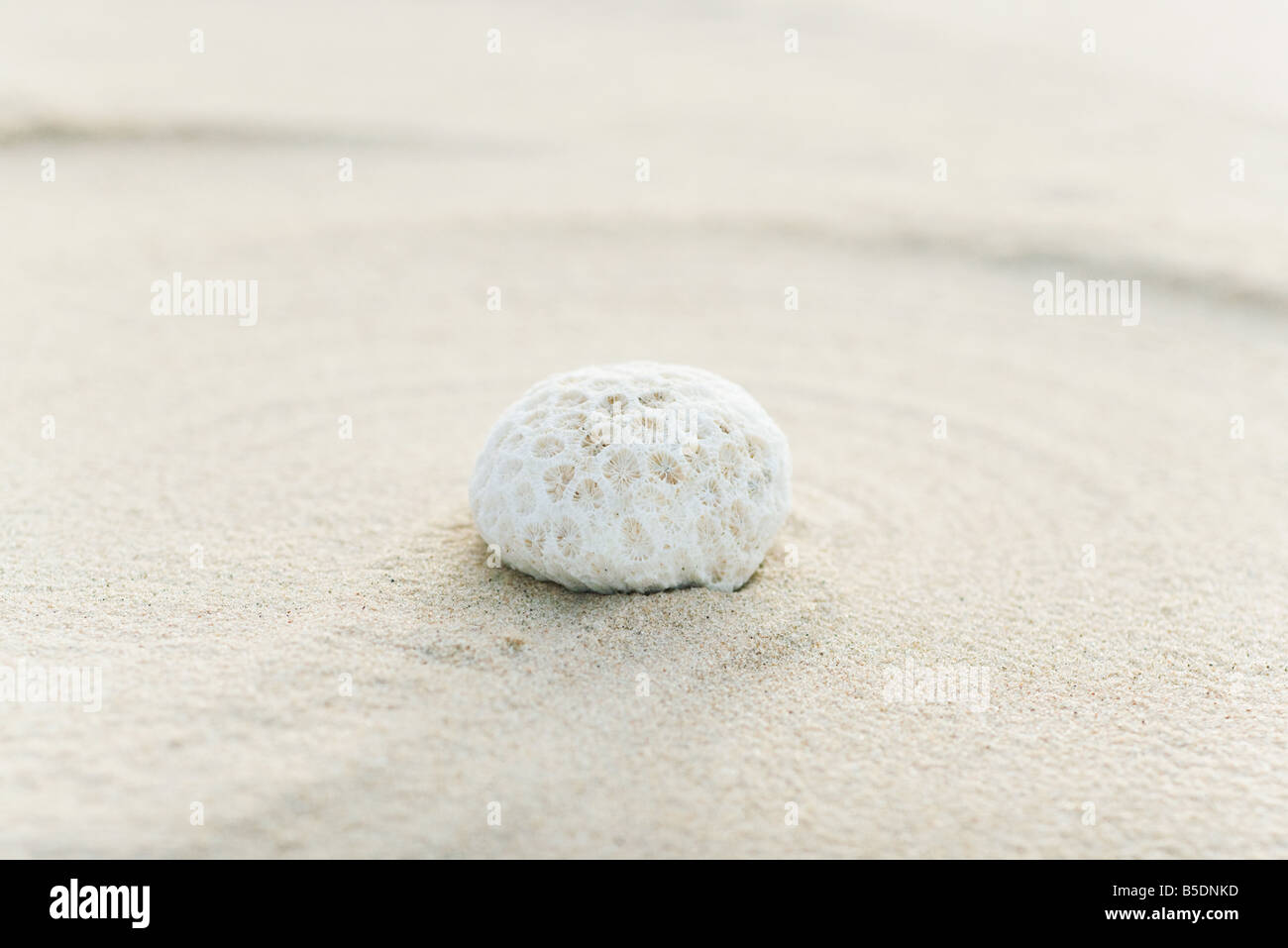 Pieza de coral en arena, todavía la vida Foto de stock