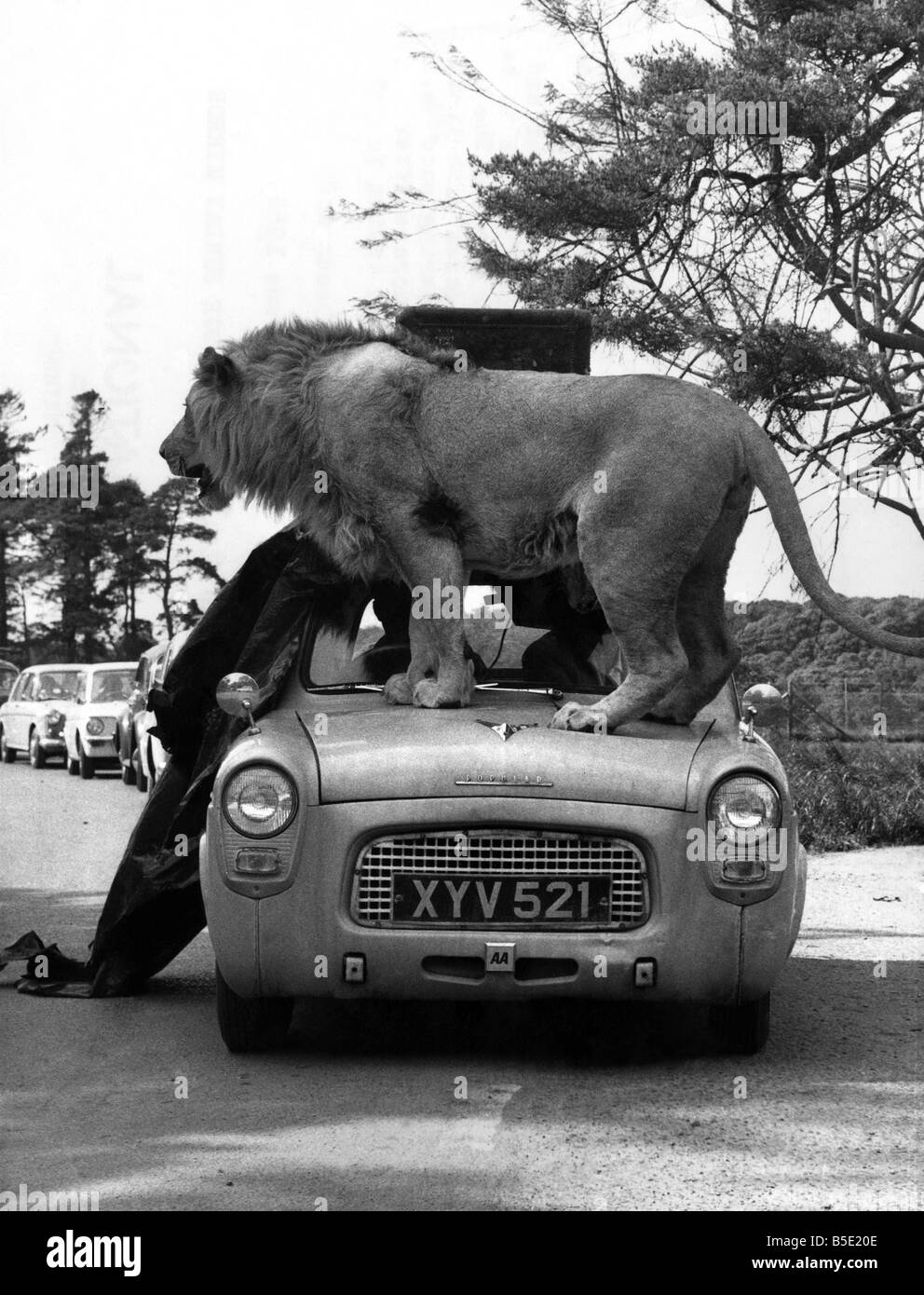 A los leones de Longleat, Señor del lugar de baño en Wiltshire, la cifra parecía real. Atacaron con toda la ferocidad espera de el rey de las bestias. La gente en los autos cercanos pensó que la cifra era real, demasiado. Miraron angustiados por lo que creía que era un hombre maltratado. Pero la cifra era un maniquí. ;Un león salta sobre el capó de coche que se dobla bajo su peso. • En junio de 1968 Foto de stock