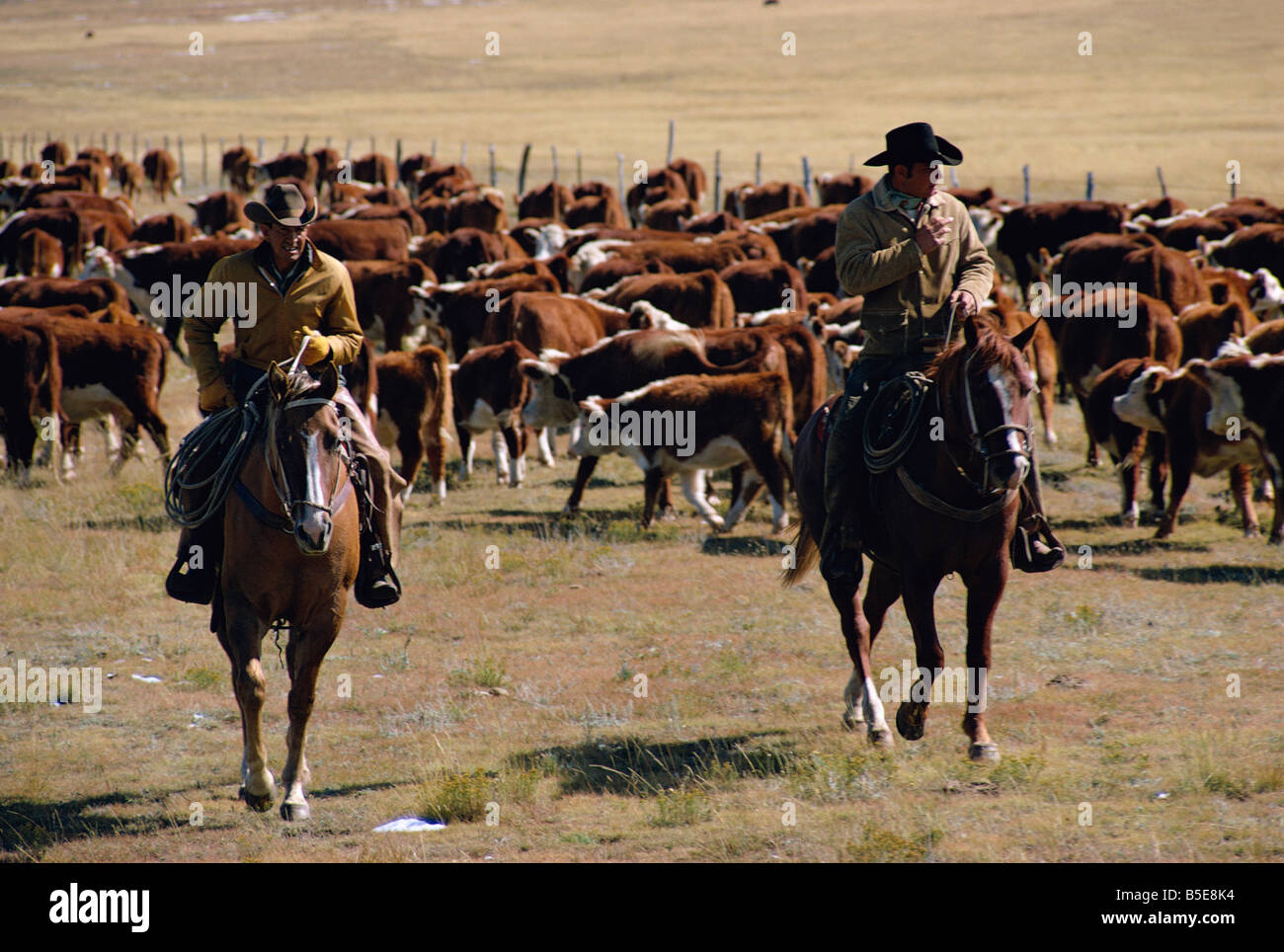 Dos vaqueros a caballo, la cría de ganado, Nuevo México, Estados Unidos, América del Norte Foto de stock