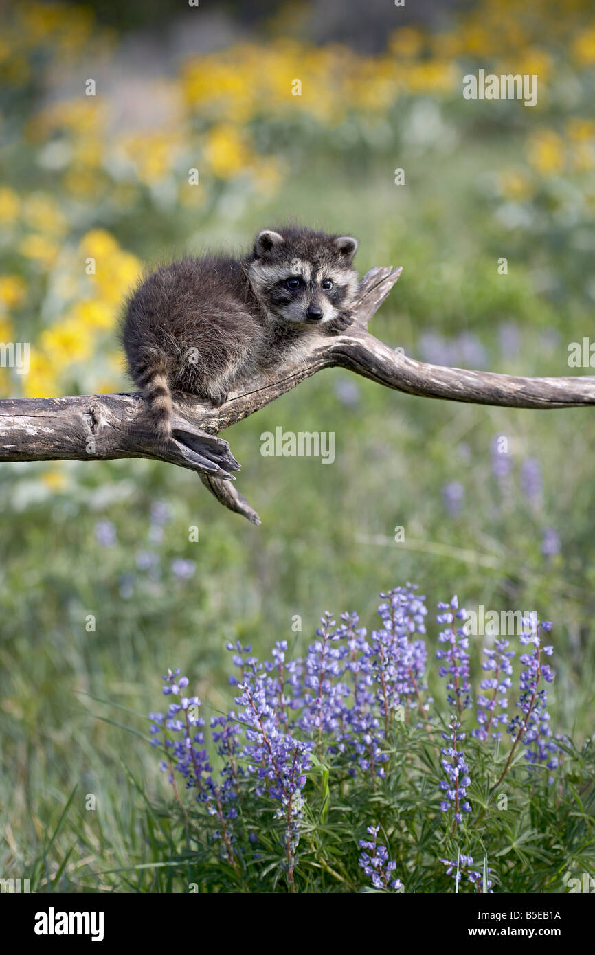 Bebé mapache (Procyon lotor) en cautividad, los animales de Montana, Bozeman, Montana, Estados Unidos, América del Norte Foto de stock