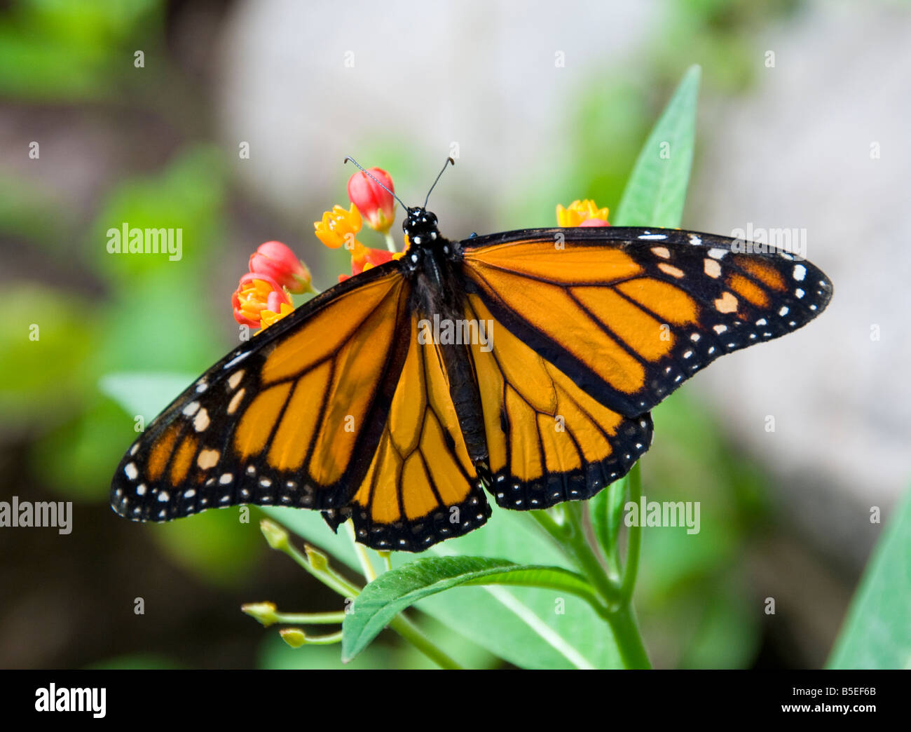 Mariposa Monarca con las alas abiertas sobre flores en sunny exuberante hábitat natural Foto de stock