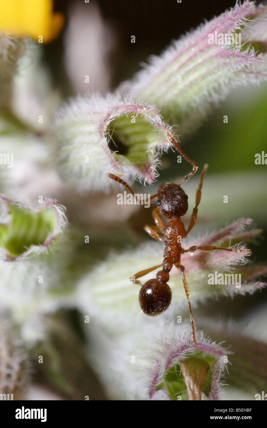 Myrmica ant en la gatera (Nepeta racemosa). Foto de stock