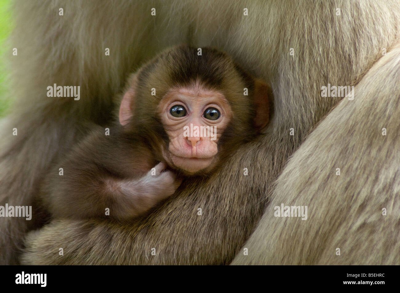 Bebés monos de la nieve fotografías e imágenes de alta resolución - Alamy