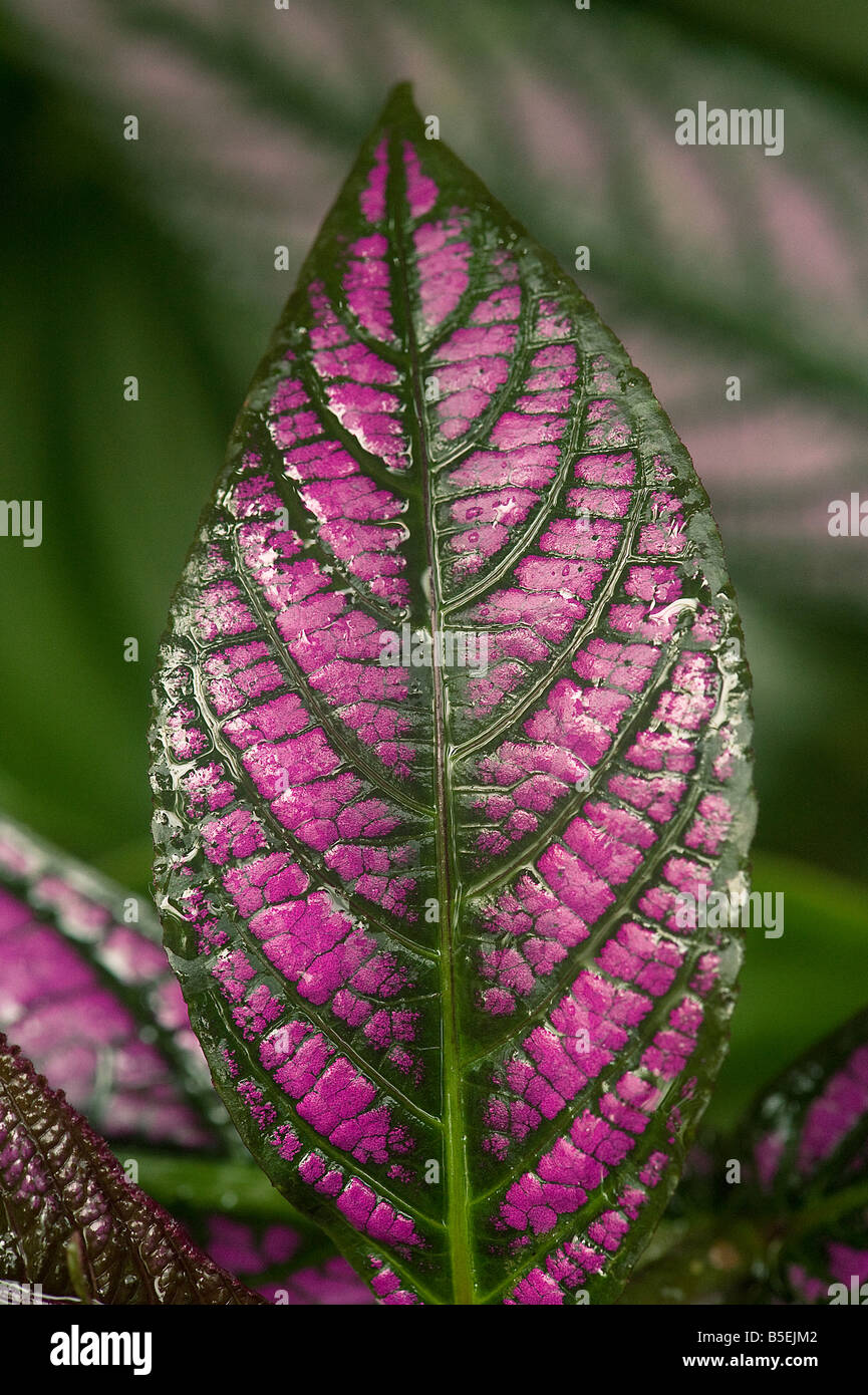 Plantas ornamentales tropicales con hojas moradas Foto de stock
