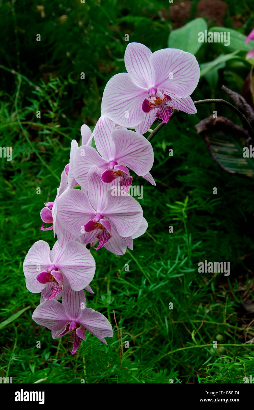 Racimos de flores orquídeas Phalaenopsis exuberante hábitat natural  Fotografía de stock - Alamy