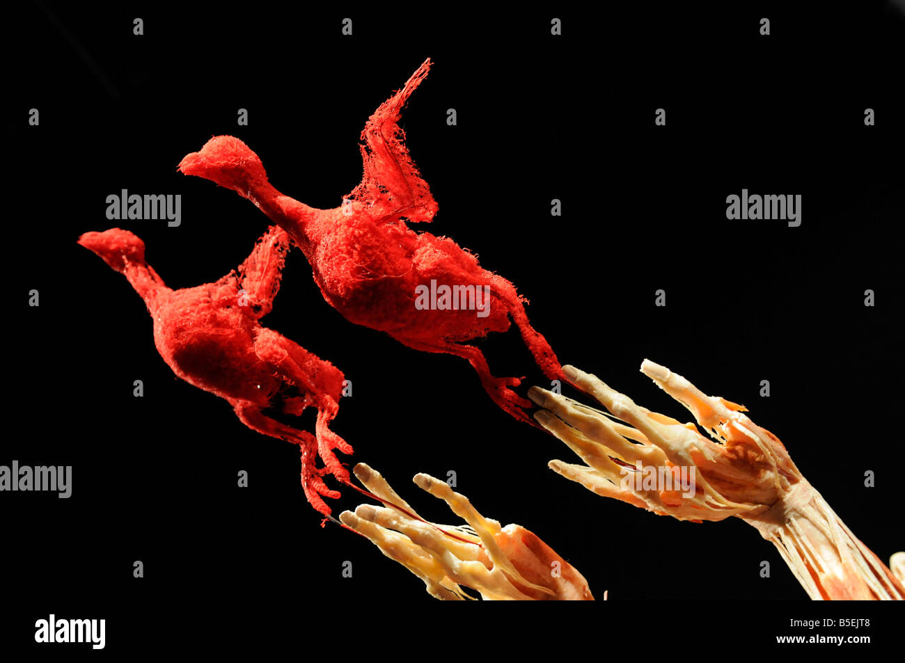 Gunther von hagens fotografías e imágenes de alta resolución Alamy