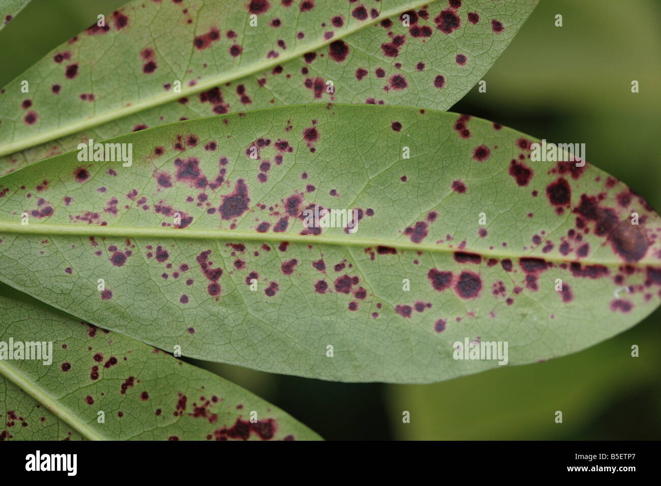 RHODODENDRON LEAF SPOT Septoria azaleae manchas de color púrpura en la
