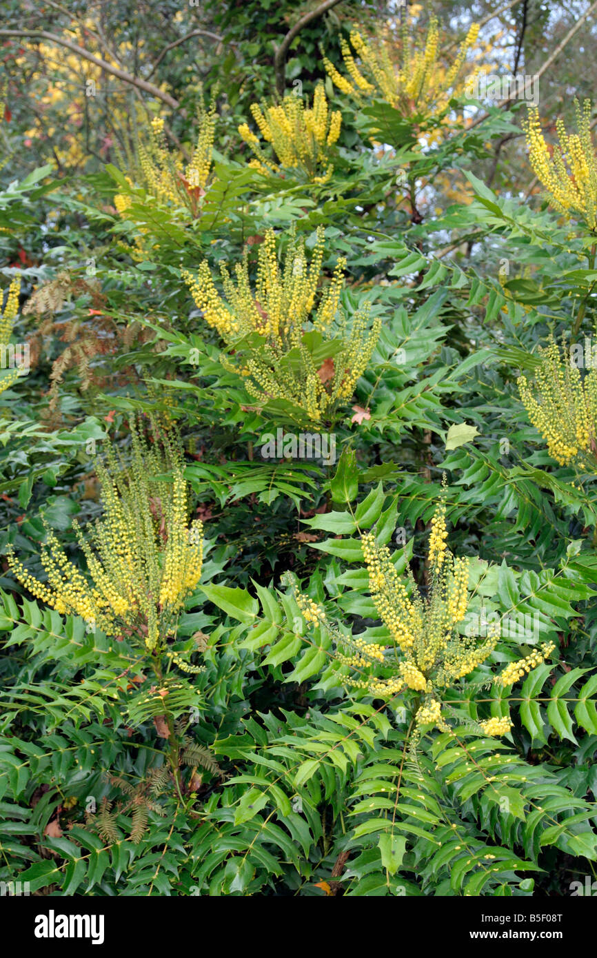 Mahonia x media lionel fortescue fotografías e imágenes de alta