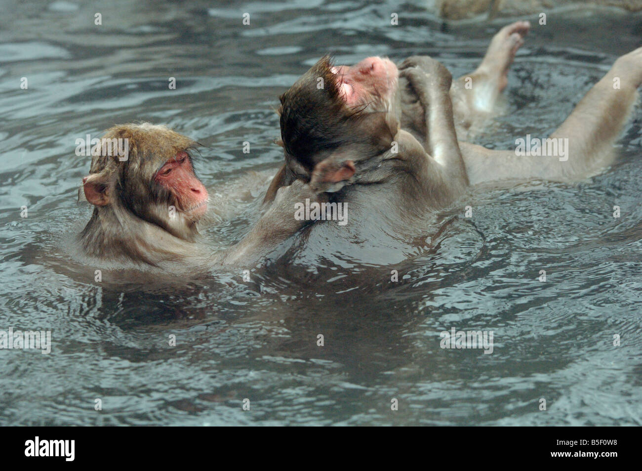 El macaco japonés Macaca fuscata mono de nieve o grooming en una piscina caliente Jigokudani monkey park Japón Foto de stock