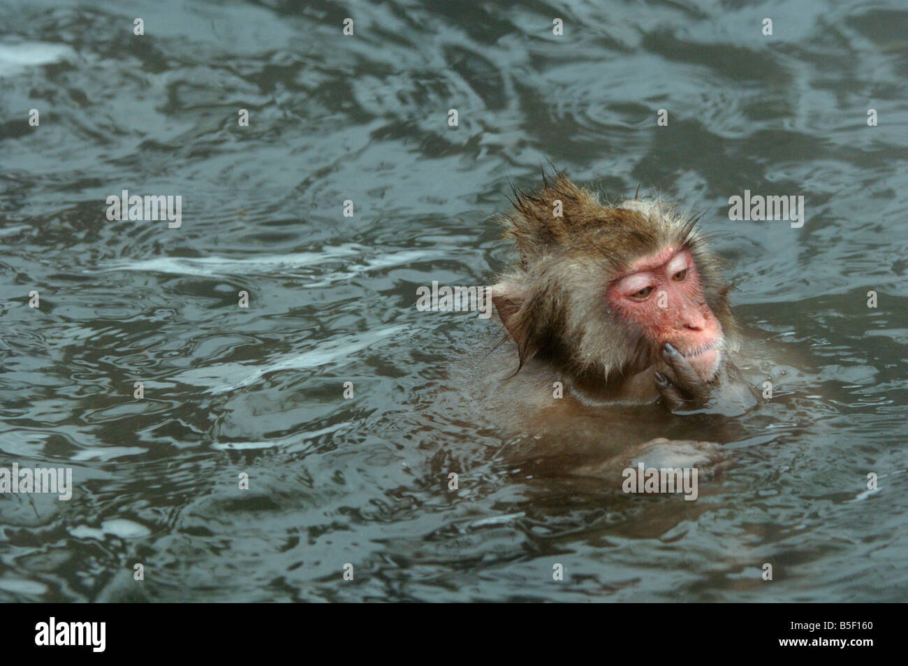 Los macacos japoneses o mono de nieve Macaca fuscata aflora en una piscina caliente Jigokudani monkey park Japón Foto de stock