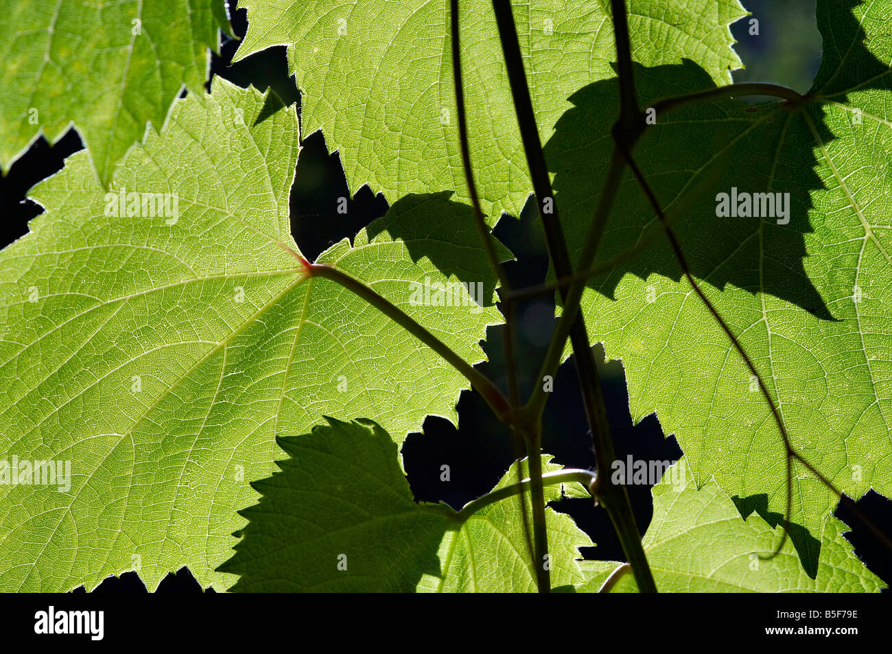 Captura abstracta de las hojas de la vid de uva de vino - Madre - tallo de una vid - Retroiluminación Foto de stock