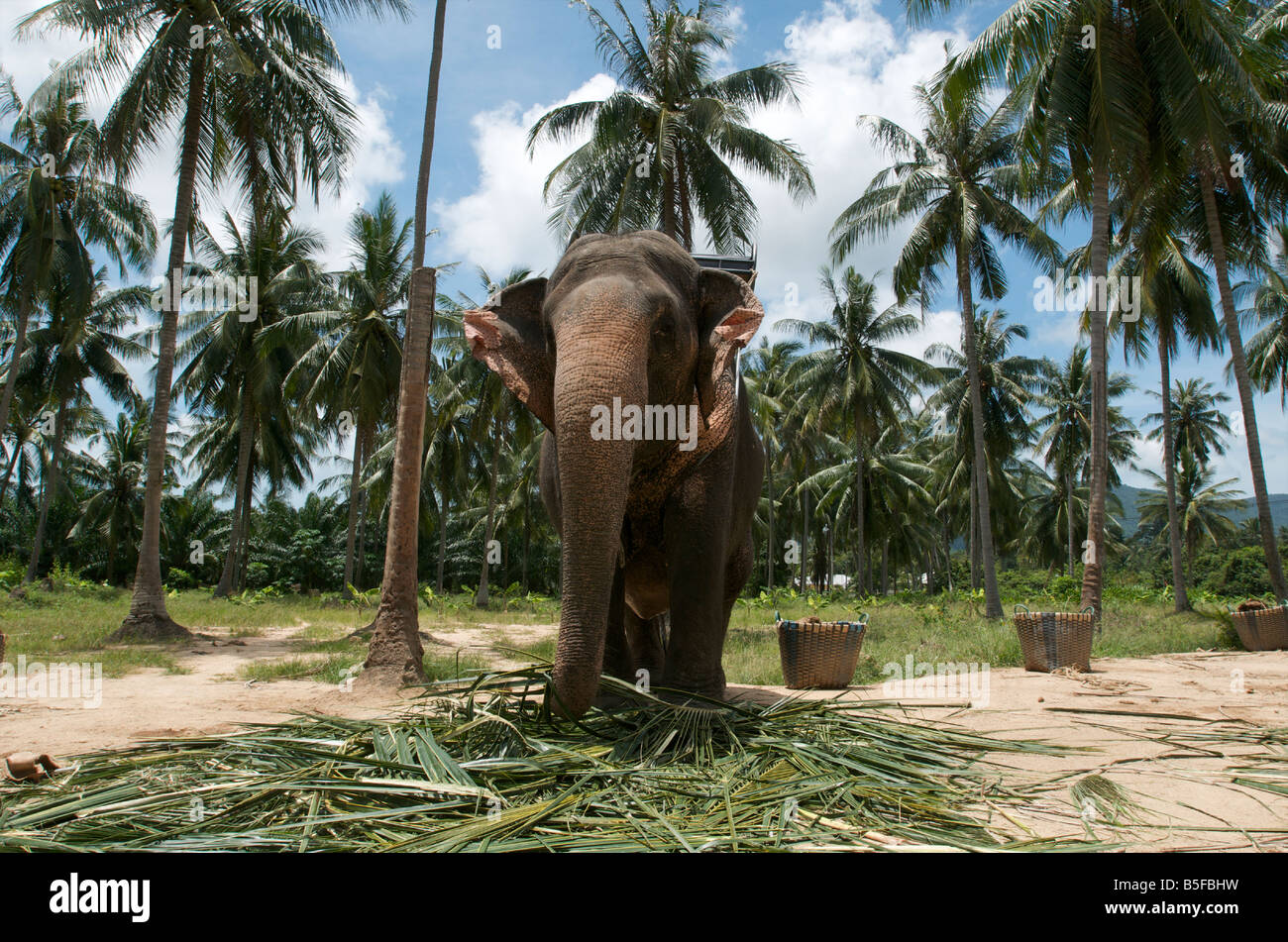 Un elefante disfruta de un almuerzo de hojas de palma en la isla de Koh Samui, Tailandia Foto de stock