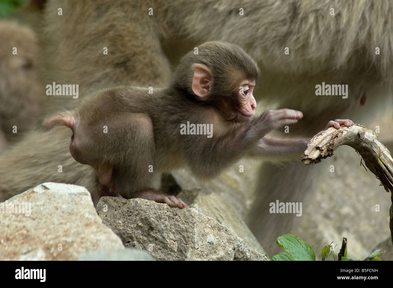 Nacido macaco japonés Macaca fuscata juega al lado de la madre Jigokudani Monkey Park Heights Shiga la isla de Honshu, Japón Foto de stock