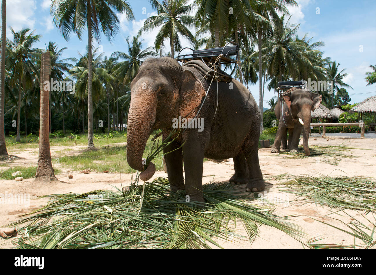 Dos Elefantes comiendo hojas de palma en la isla tropical de Koh Samui, Tailandia Foto de stock