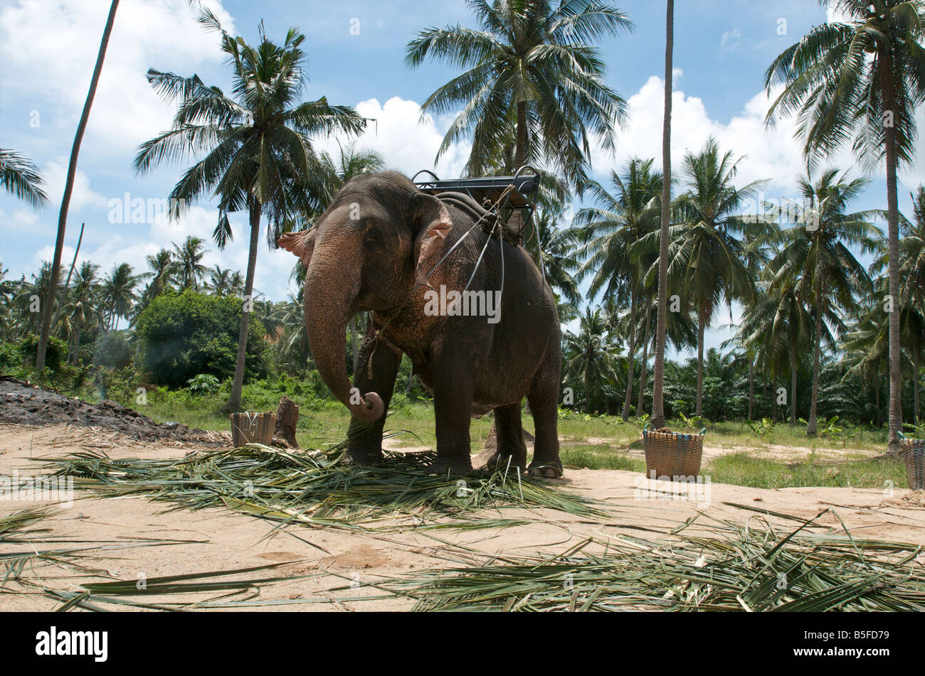 Un elefante disfruta de un almuerzo con hojas de palmera en la isla tropical de Koh Samui, Tailandia Foto de stock