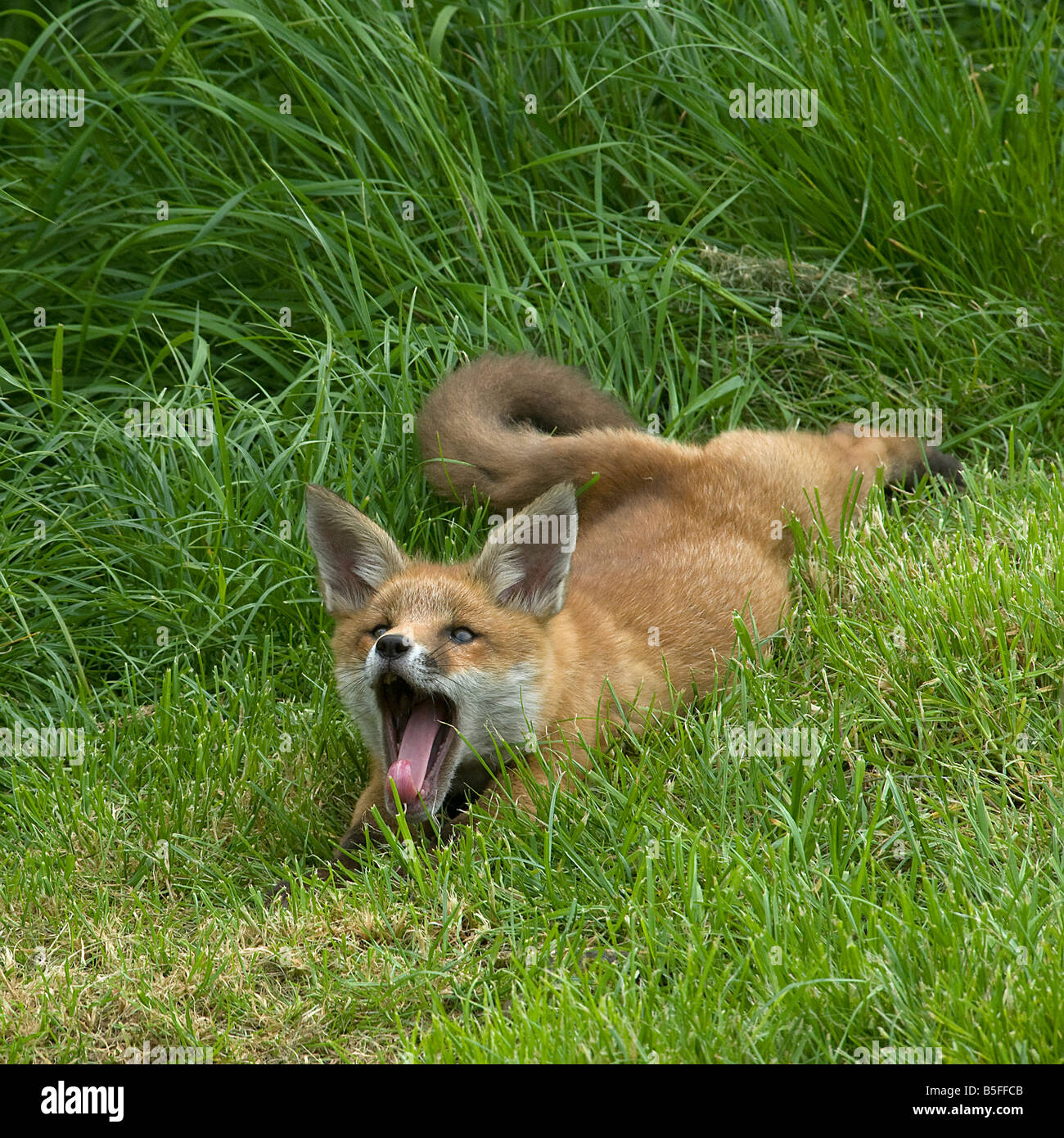 Red Fox Cub Vulpes vulpes relajante y bostezos Foto de stock