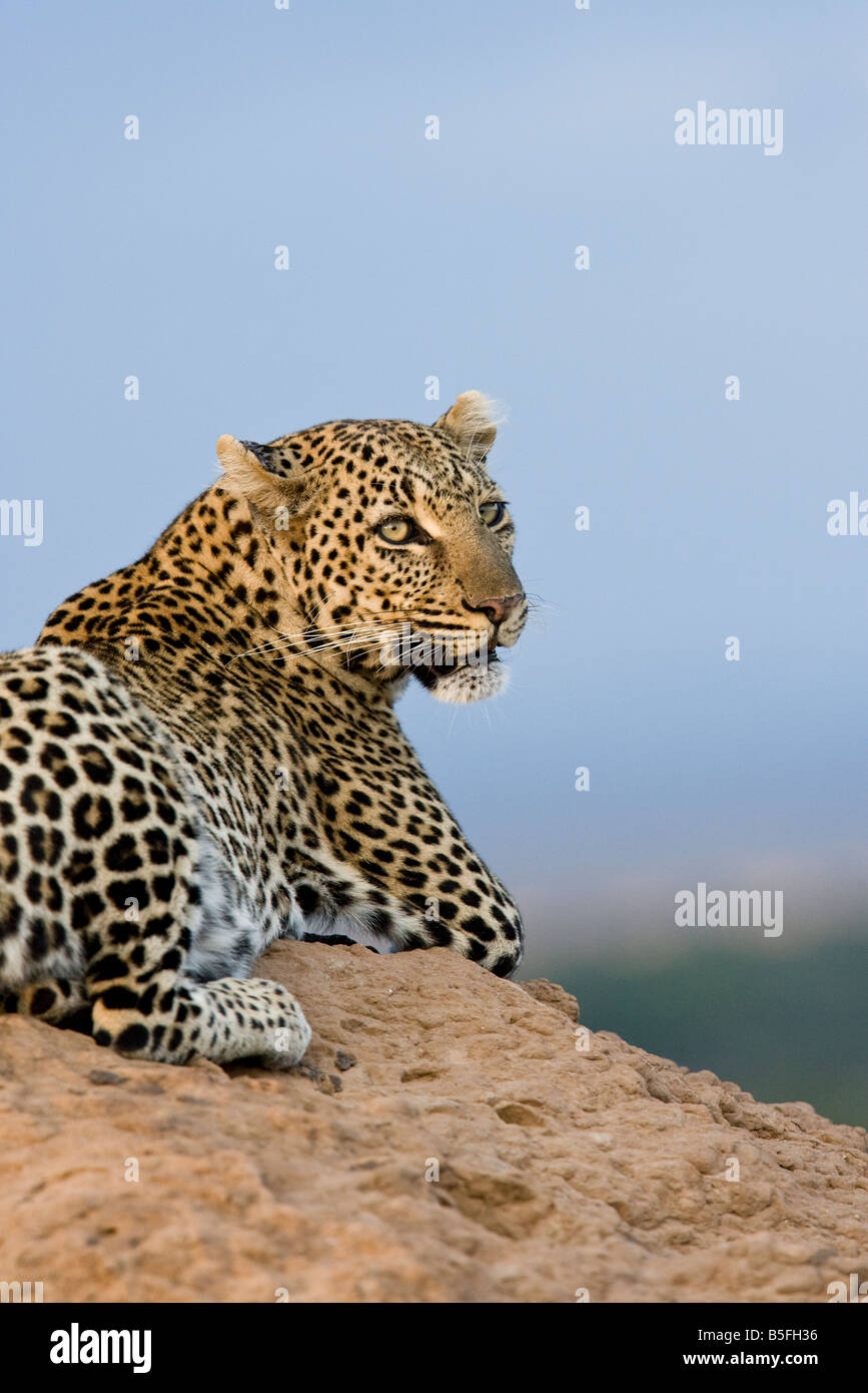 Retrato de mujer Leopard en un termitero al atardecer Foto de stock