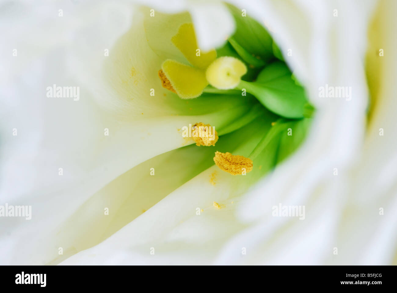 Lilly fflower, fresco, detalle Foto de stock