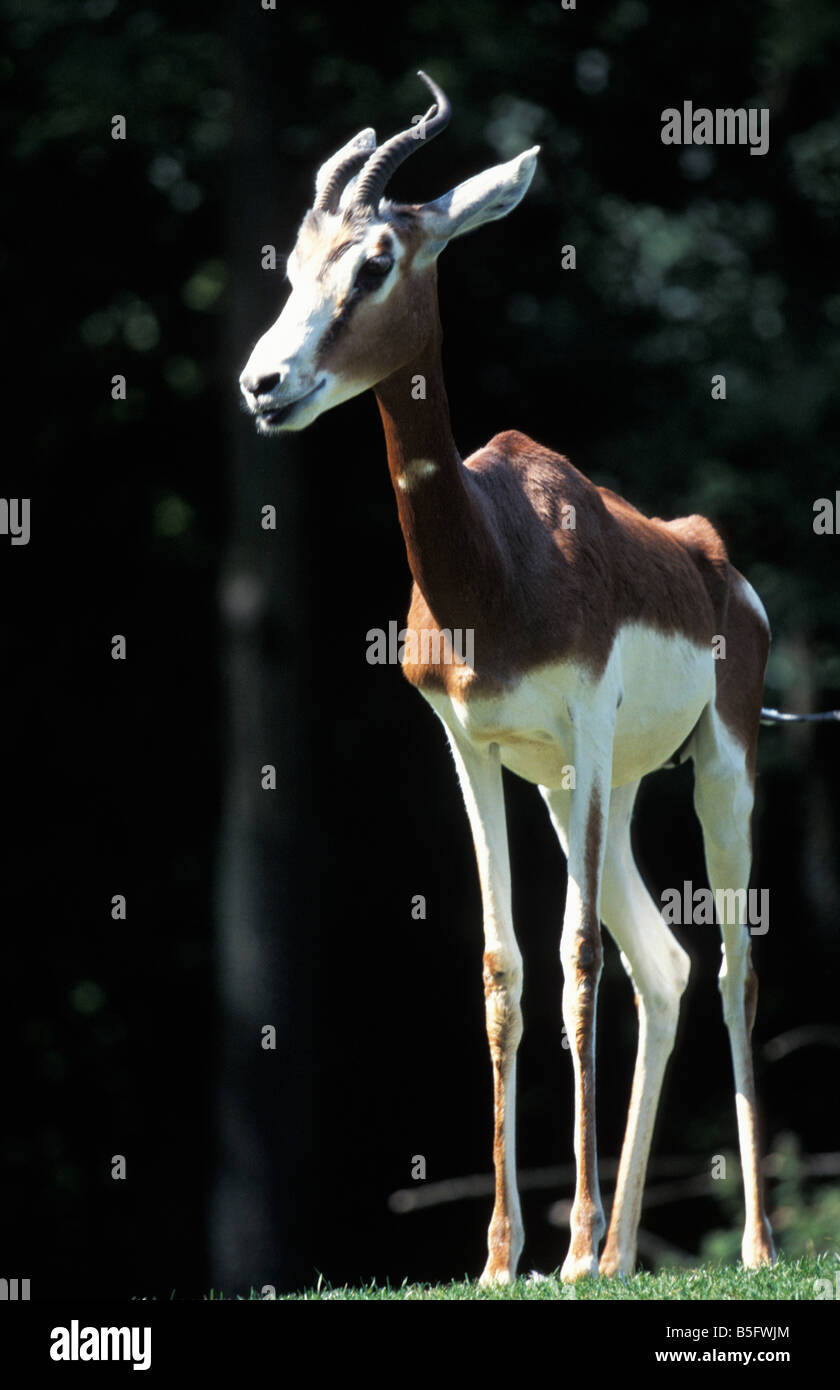 Gazelle Mhorr Gazella dama mhorr lado macho Cette gacela fait partie des 6 Mammife res les plus rapides du monde atteignant plus Foto de stock