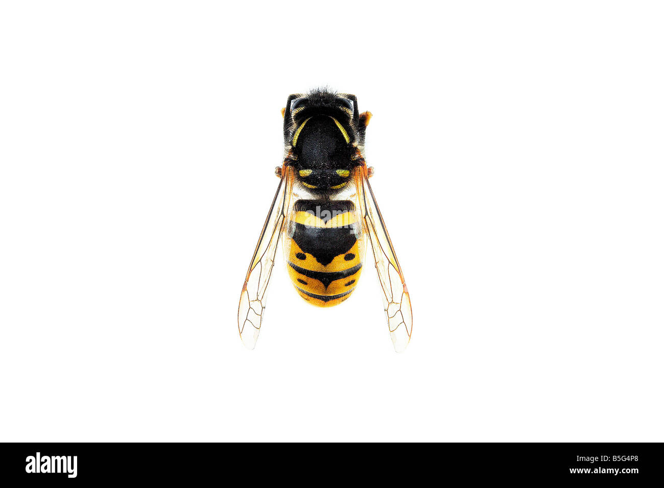 Wasp sobre fondo blanco. Foto de stock