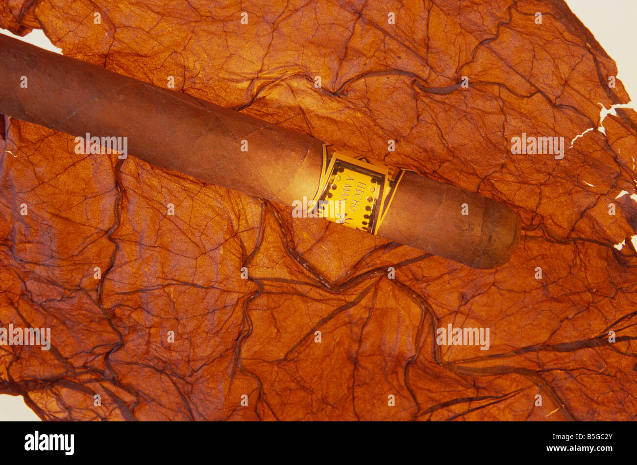 La hoja de tabaco y cigarrillos Fotografía de stock Alamy