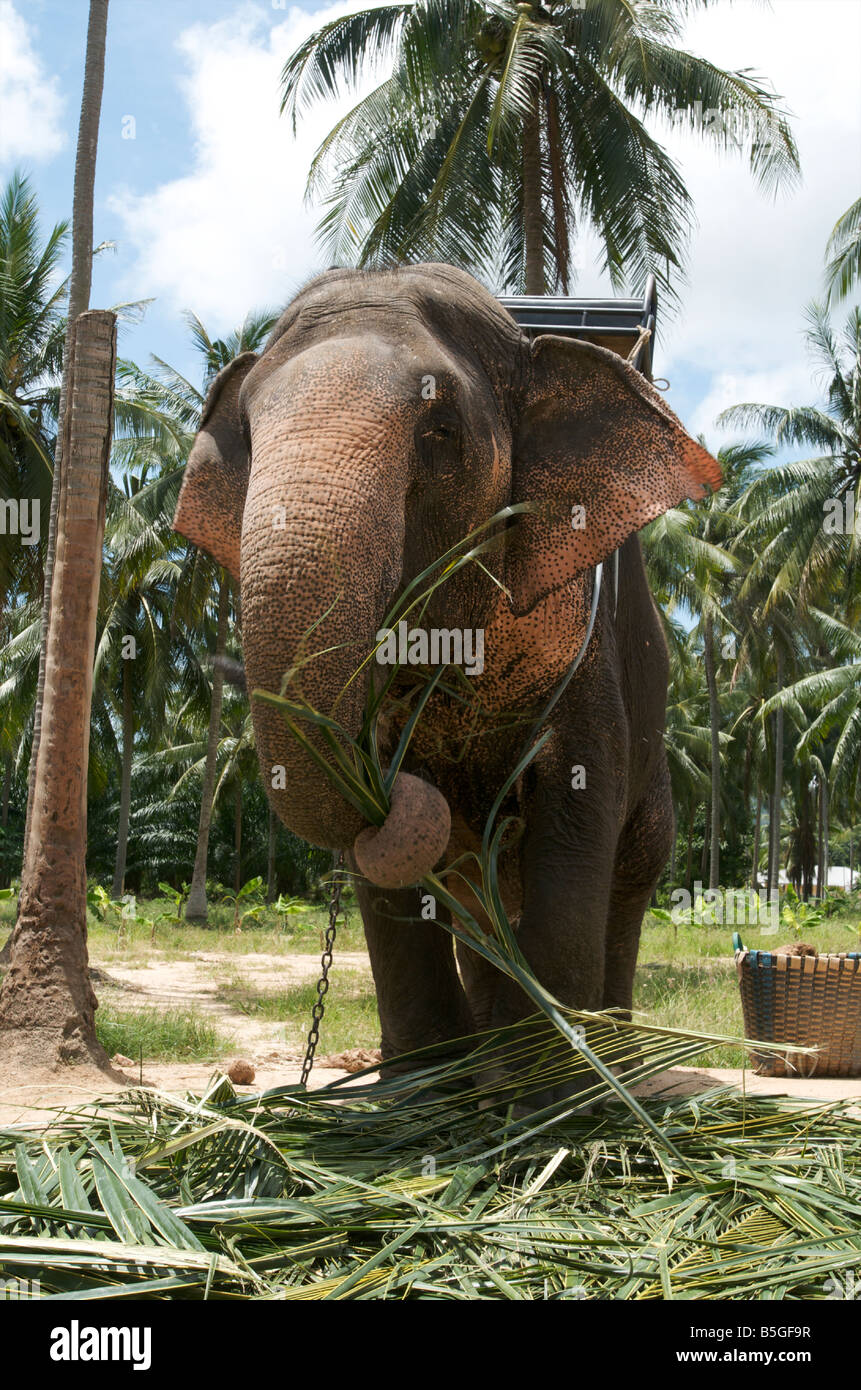 Un elefante disfruta de un almuerzo de hojas de palma en la isla de Koh Samui, Tailandia Foto de stock