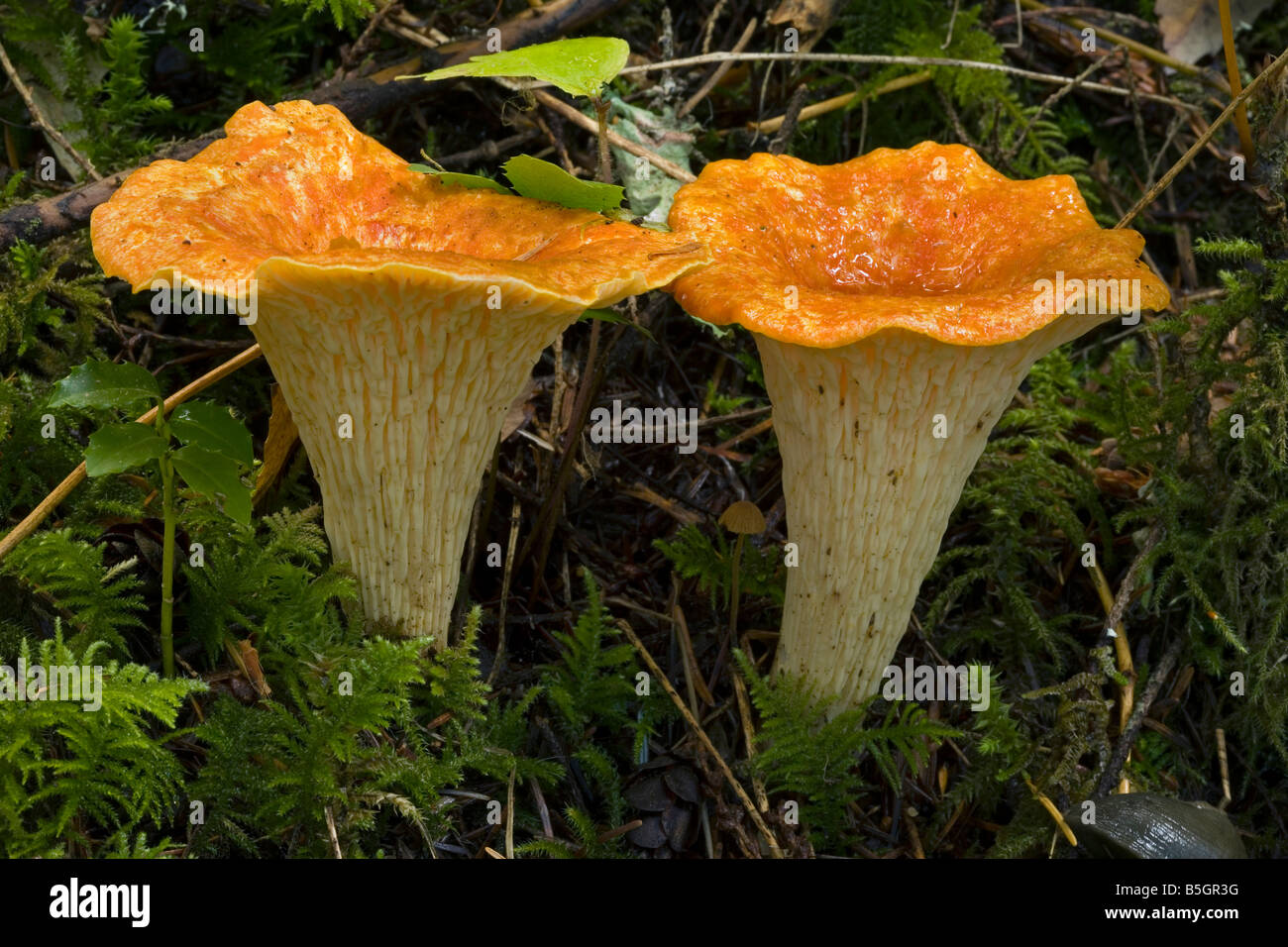 Escamosa, Chantrelle Gomphus floccosus, champiñón, noroeste, EE.UU., Oregon, hongos no comestibles, bosque Foto de stock