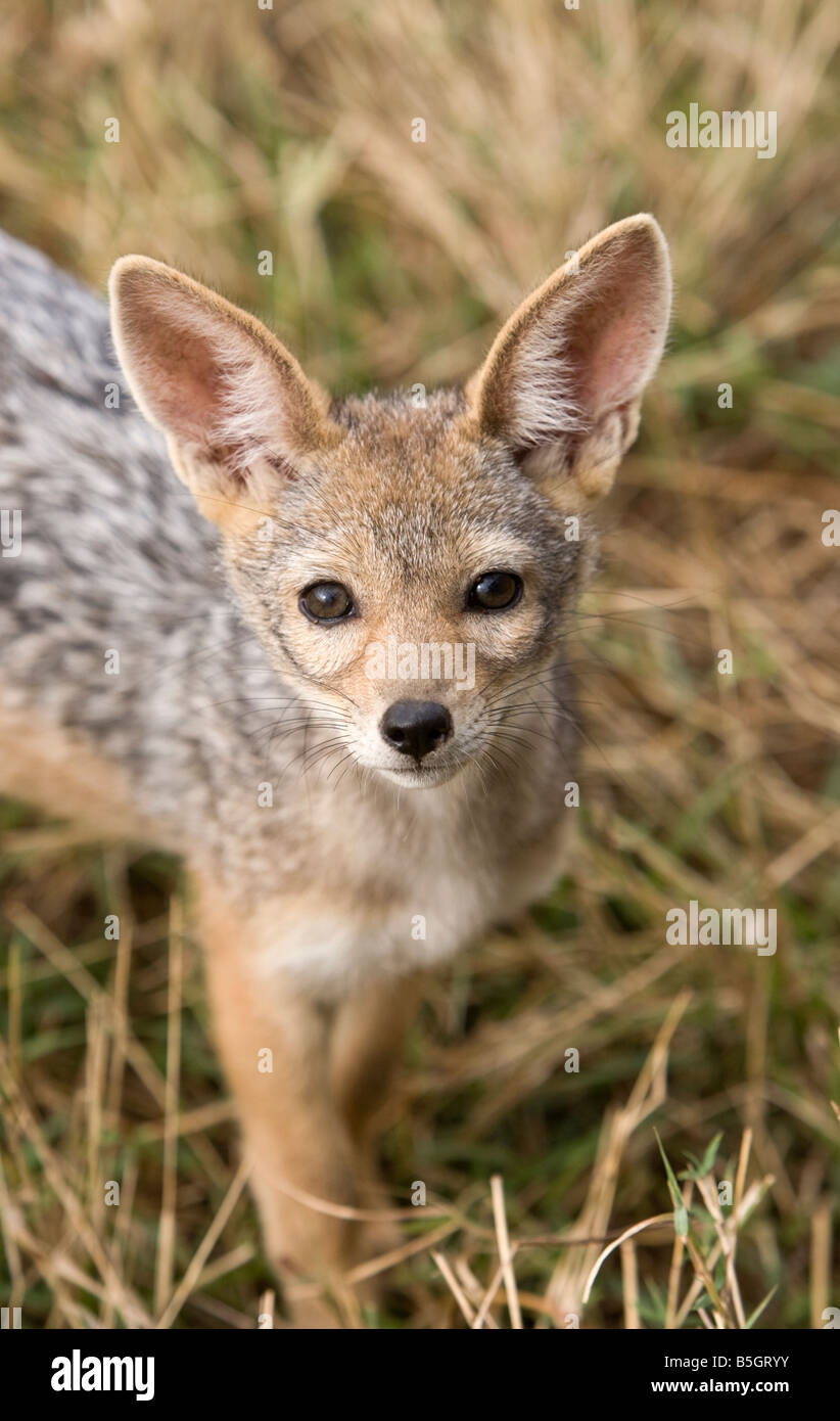 El Chacal común Cub retrato en Masai Mara Kenya Foto de stock