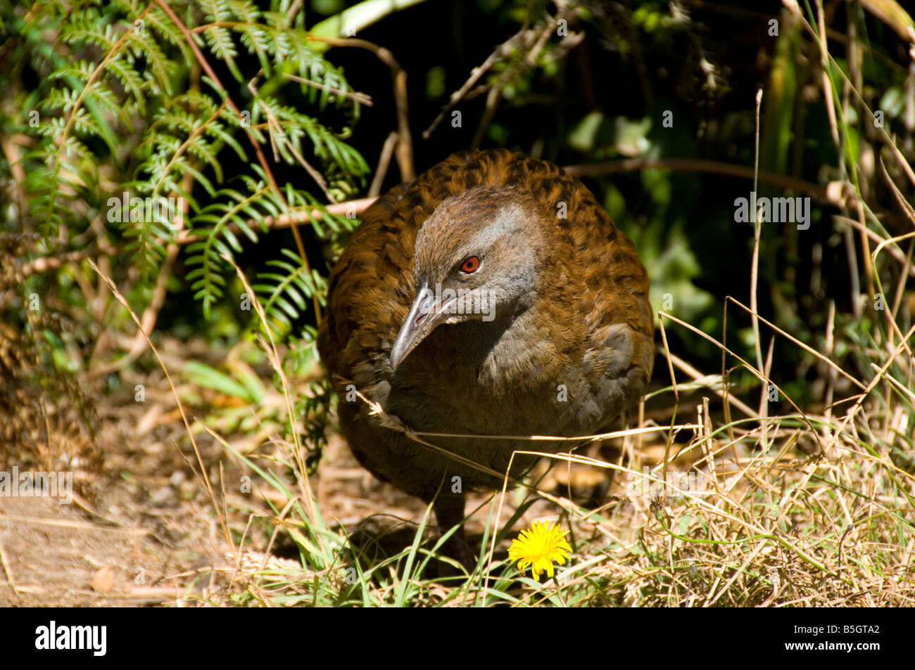 Un ave sin vuelo weka (Gallirallus australis), Isla Kapiti, Nueva Zelanda Foto de stock
