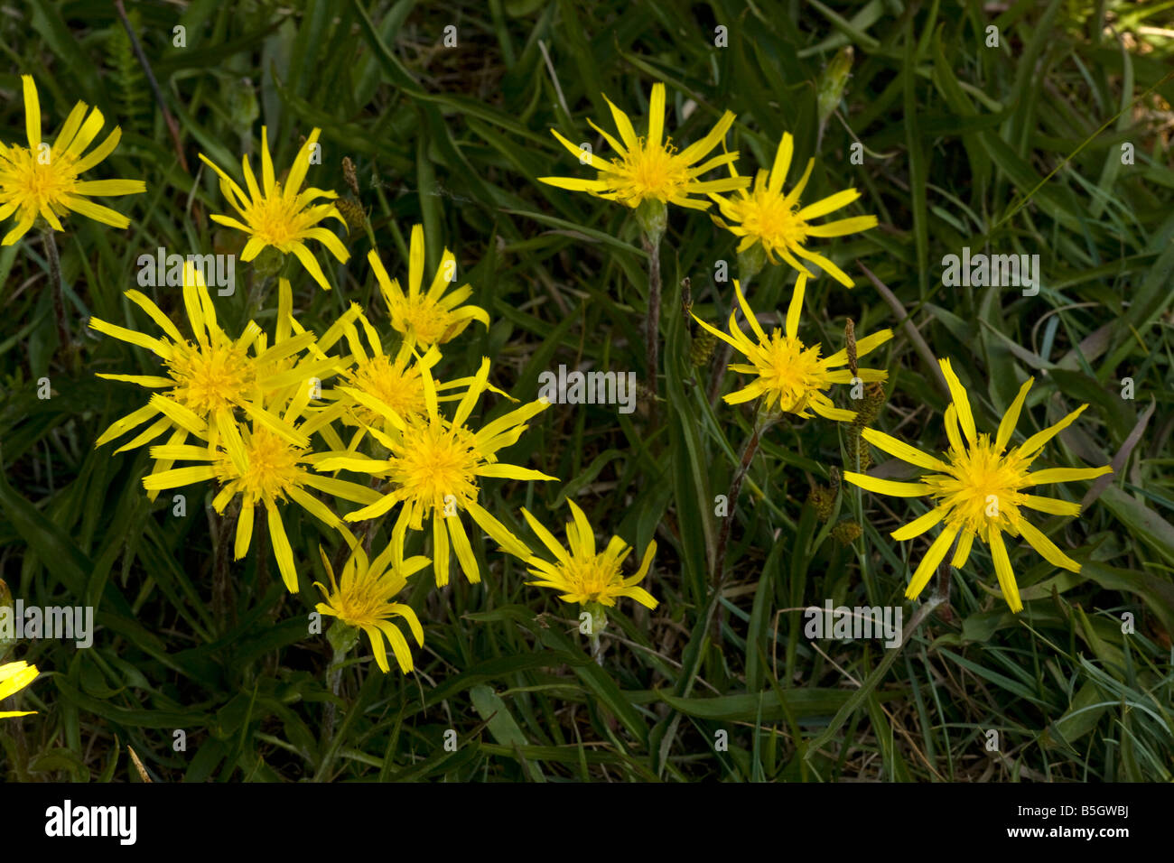 Viper s hierba "Scorzonera" humilis muy raro en el REINO UNIDO Foto de stock