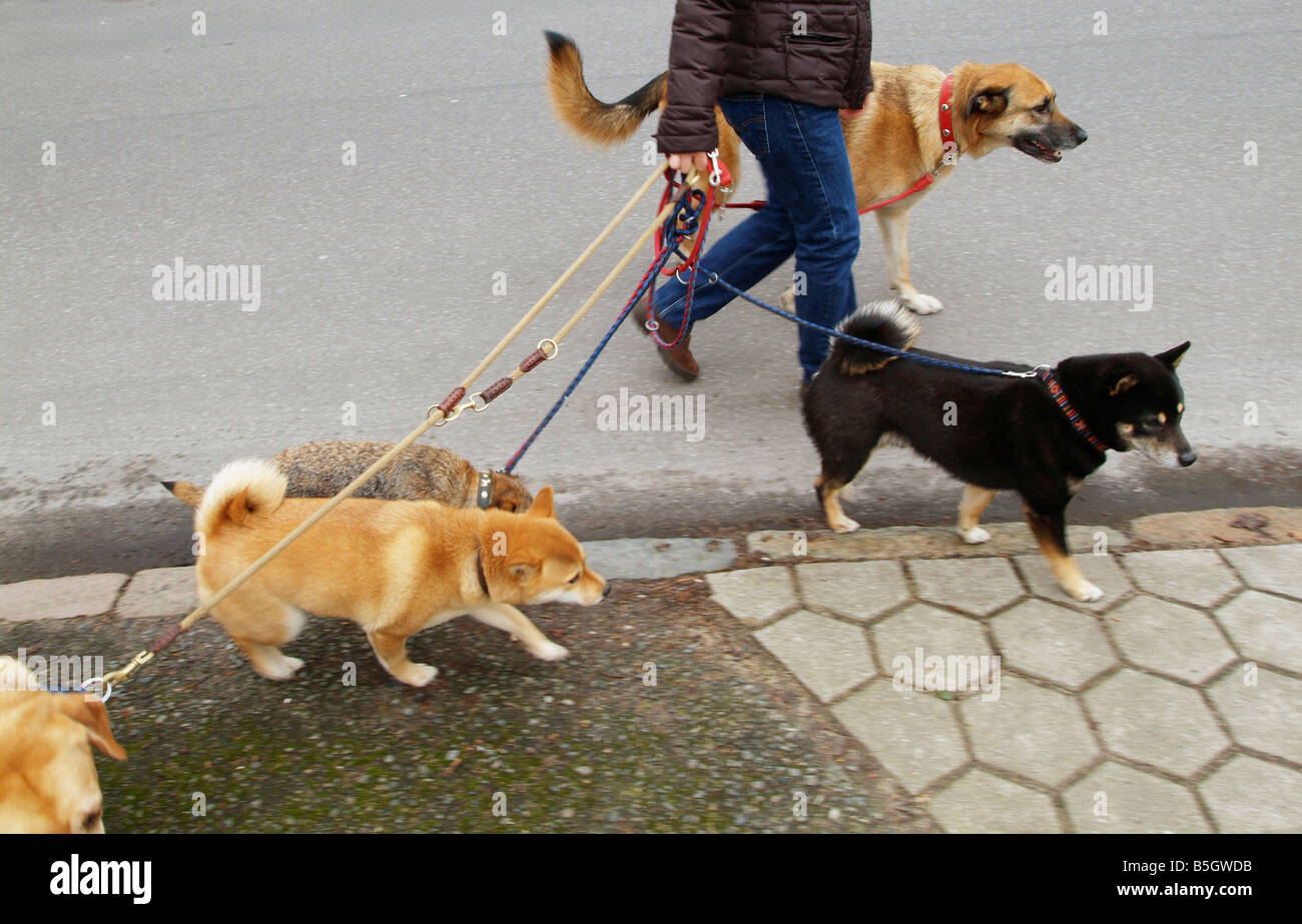 Los perros durante un paseo Foto de stock