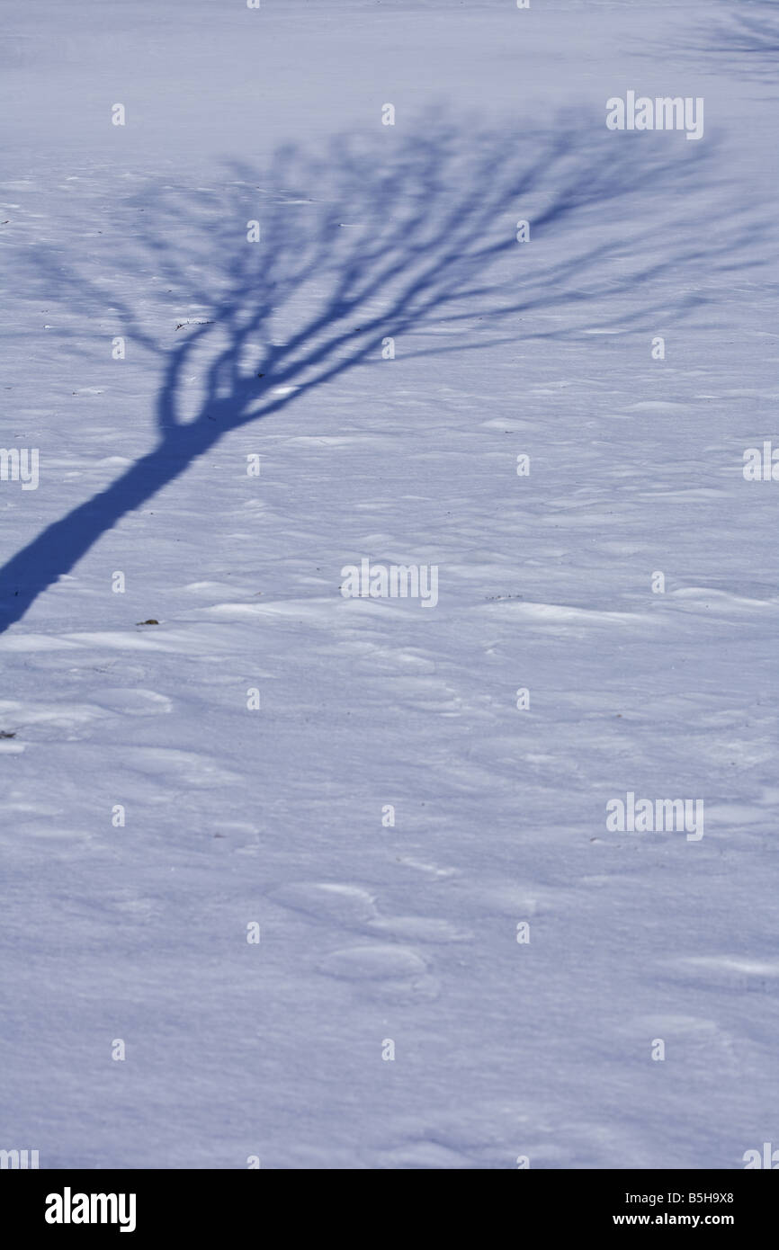 Largas sombras de árboles se extienden a través de la nieve virgen de invierno. Foto de stock