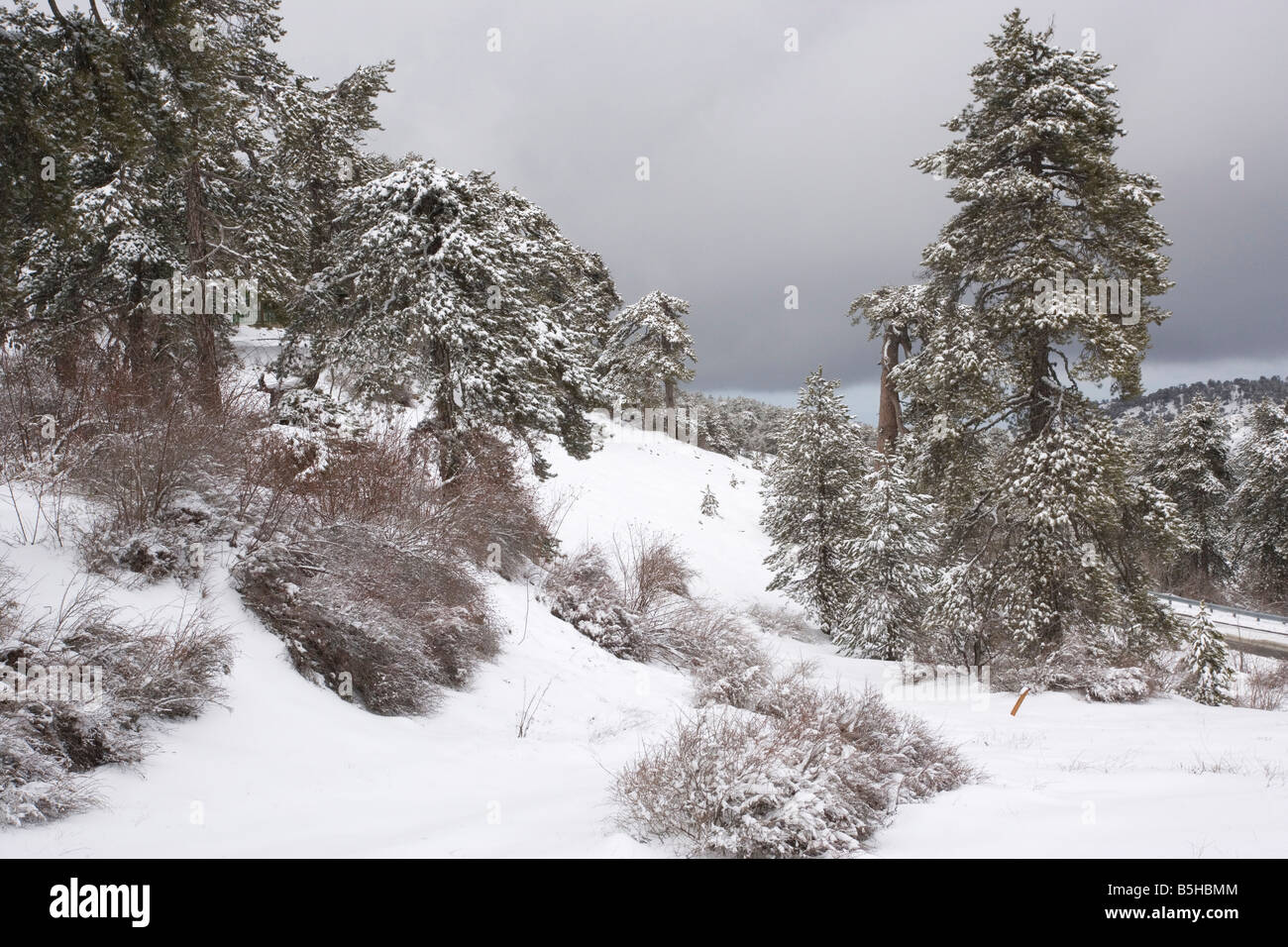 Pino negro de Pinus nigra ssp. pallasiana bosque en las altas montañas de Troodos sur de Chipre a finales del invierno, la nieve Foto de stock