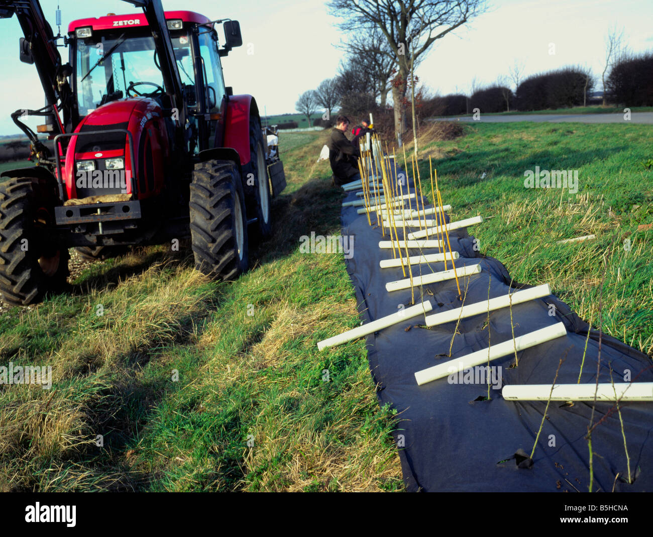 La replantación de árboles seto hawthorn en tierras de cultivo al lado de una carretera en el país de Inglaterra Lincolnshire Wolds horizontal. Foto de stock