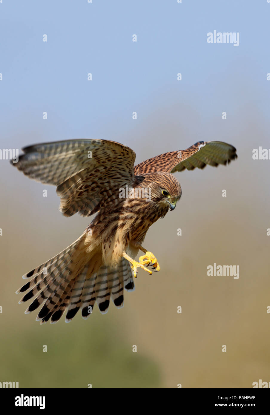 Cernícalo vulgar Falco tinnunculus flotando Potton Bedfordshire Foto de stock