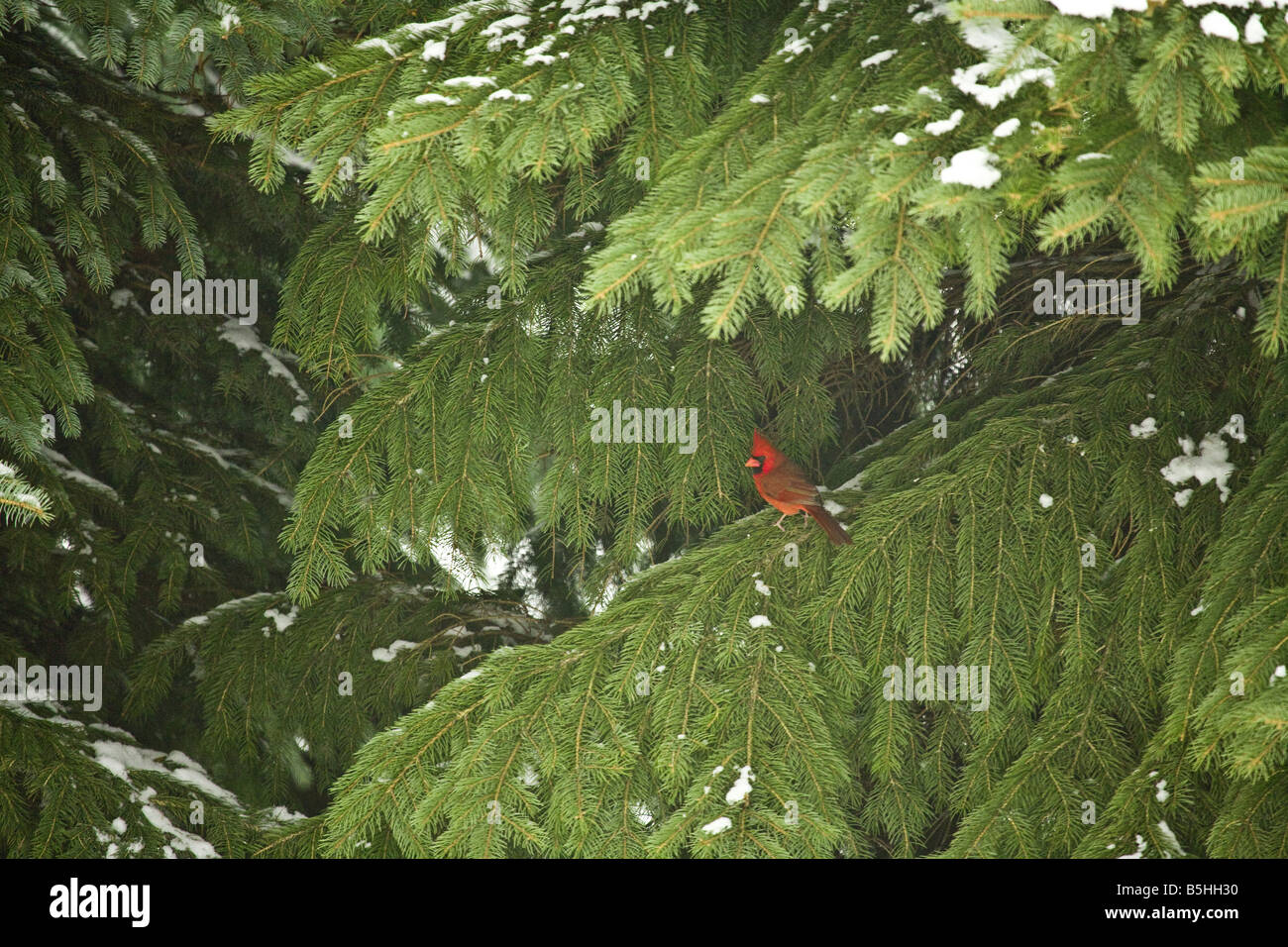 Un cardenal sentado en una rama de un pino. Foto de stock