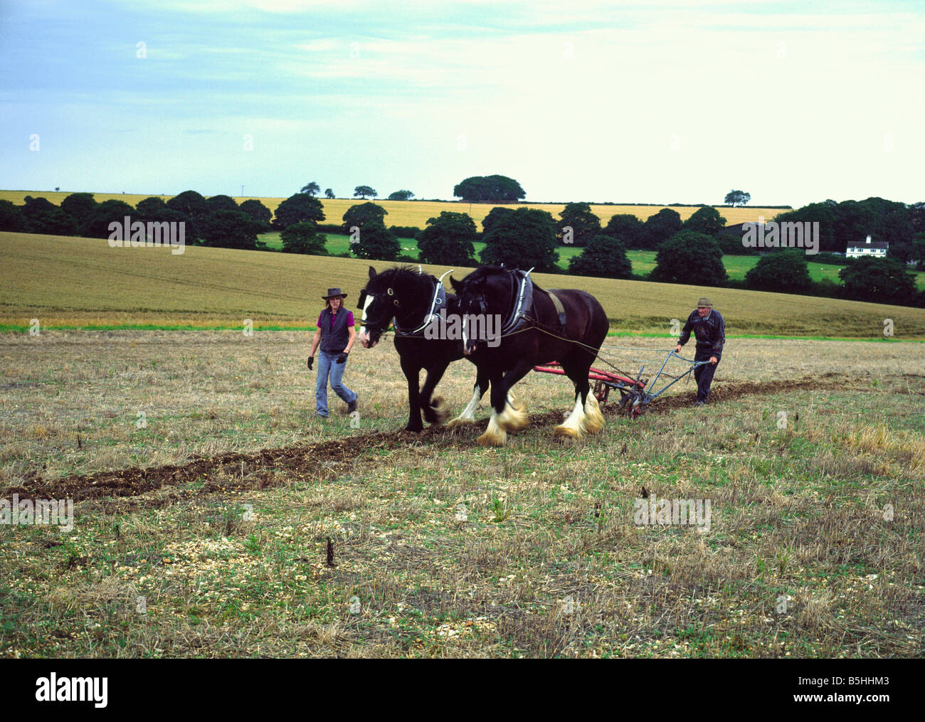 Demostración de arar con caballos de Shire en la granja en el Lincolnshire Wolds Inglaterra Foto de stock