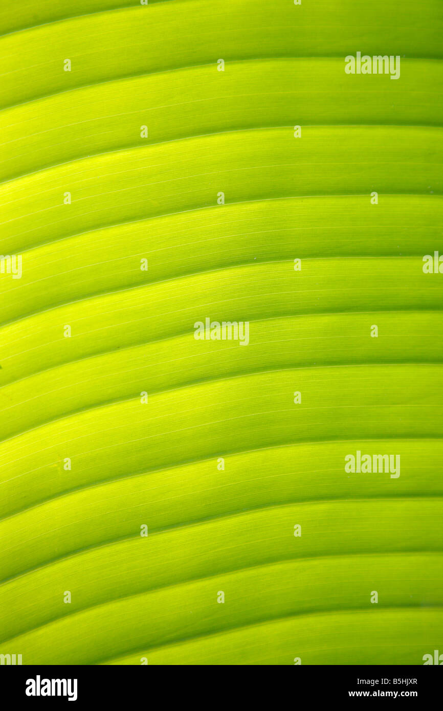 Banana Leaf fondo con retroiluminación de Niza Foto de stock