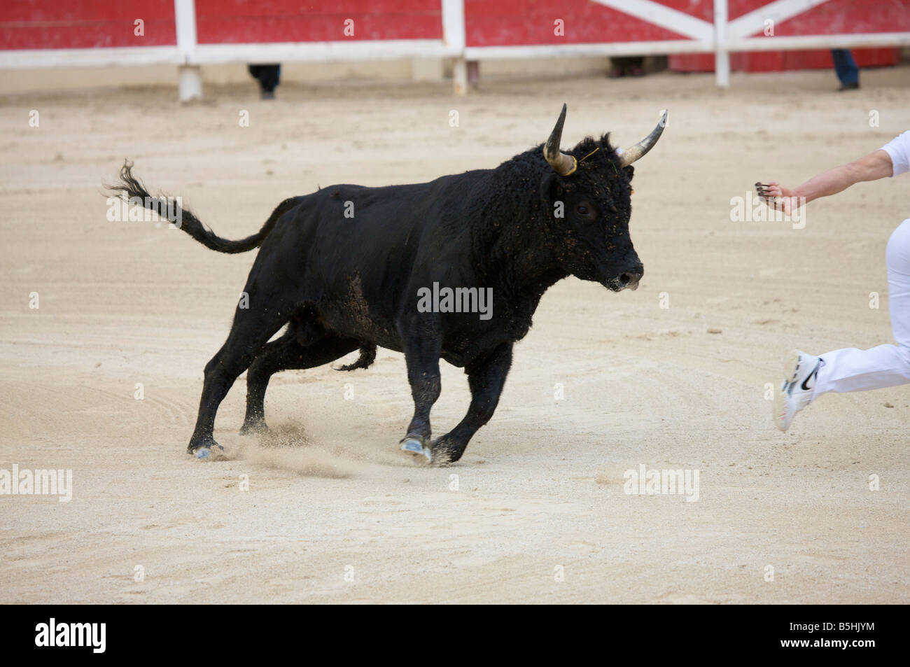 Un solo toro en una pelea con el matador en la arena de Saintes Maries de la Mer La Camargue Provence Francia Europa Foto de stock