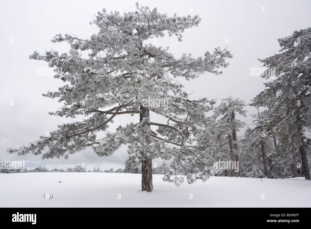 Pino negro de Pinus nigra ssp. pallasiana bosque en las altas montañas de Troodos sur de Chipre a finales del invierno, la nieve Foto de stock