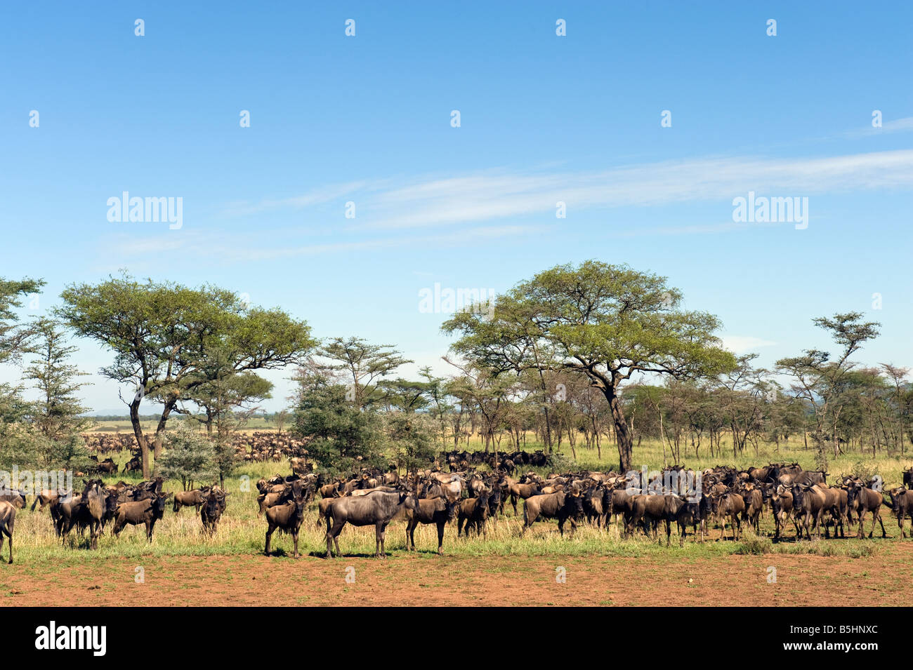 La migración de los ñus (Connochaetes taurinus) en la llanura Musabi en el Serengeti Tanzania Foto de stock