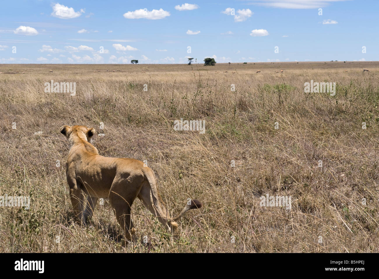 León (Panthera leo) en una cacería al acecho gacelas en Seronera Serengeti Tanzania Foto de stock