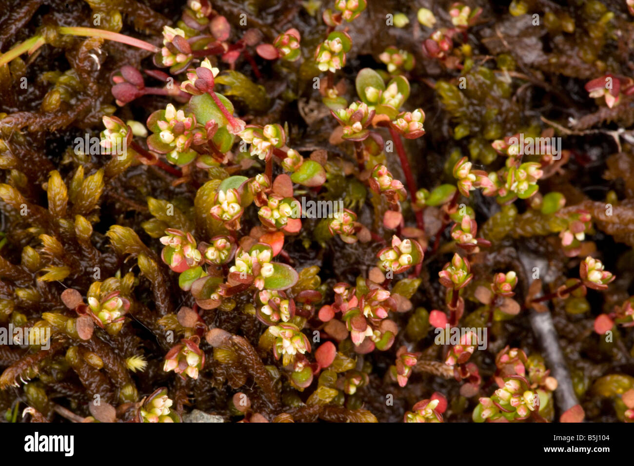 La verdolaga Koenigia Islandia cetraria gran rareza en el REINO UNIDO Foto de stock