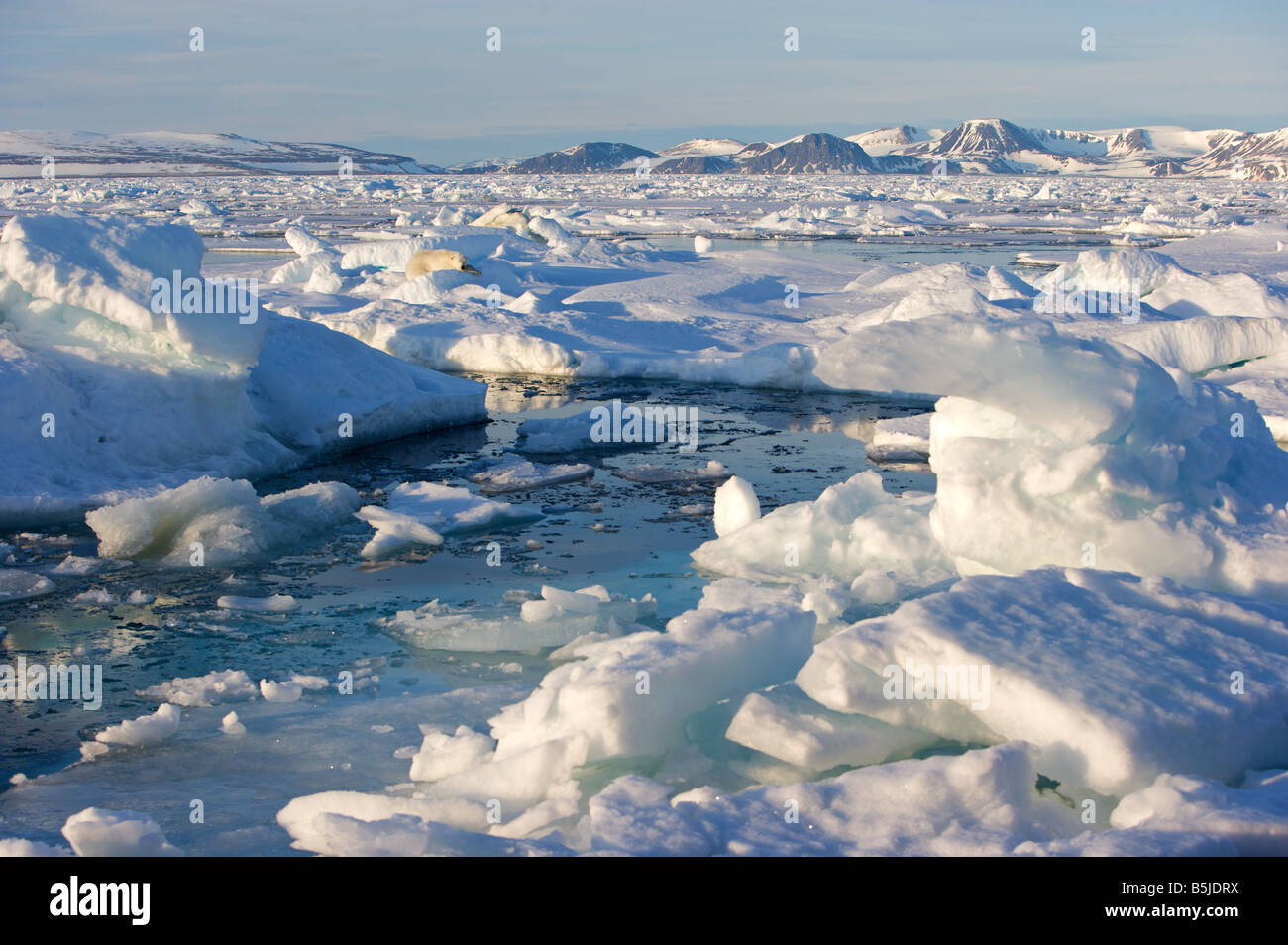 Oso Polar durmiendo en las placas de hielo a la deriva en el fiordo Foto de stock