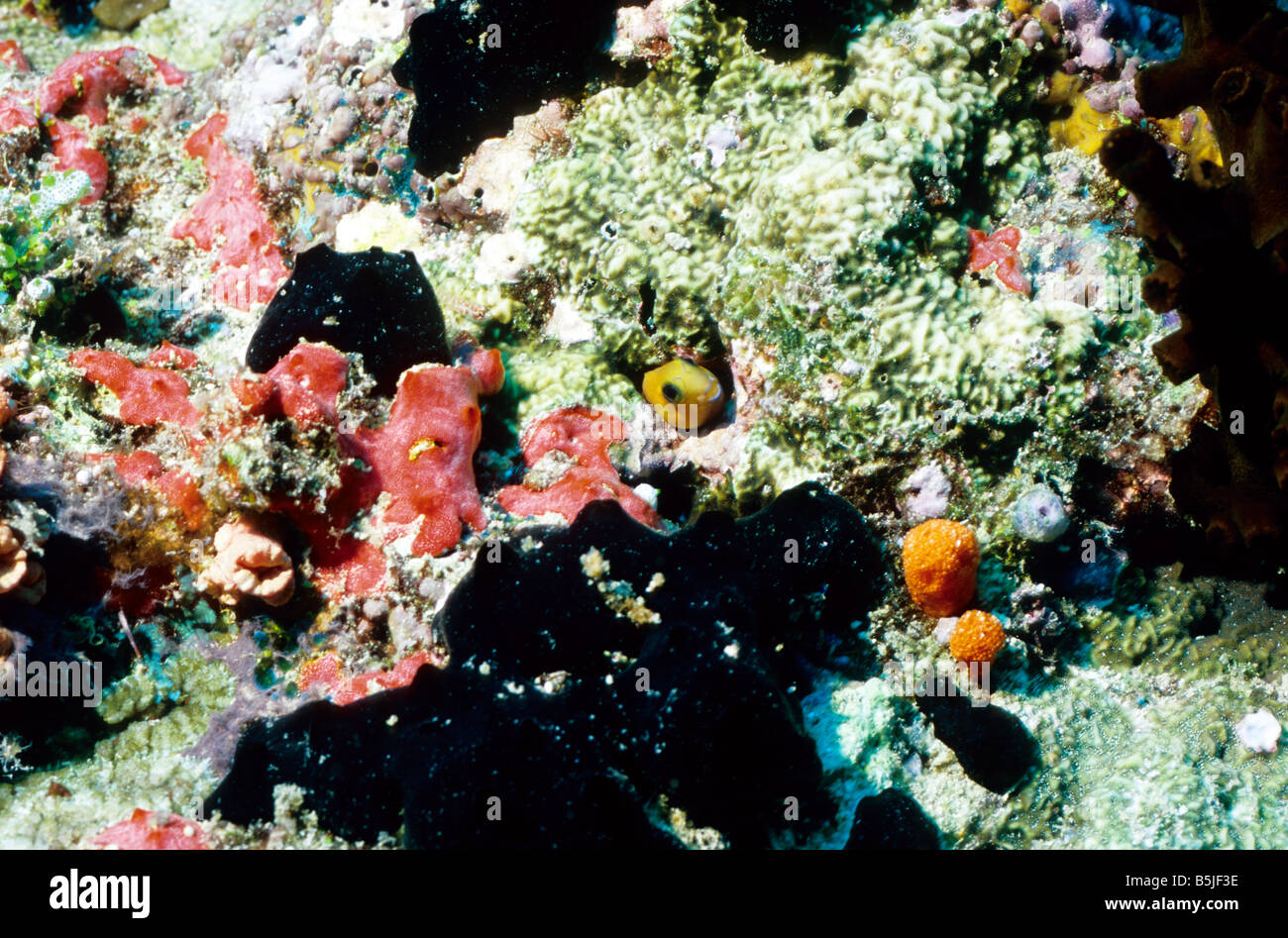 Midas Blenny. Perciformes. Blenniidae. Blennie pokes que salga de su casa en las Maldivas. La vida marina de las Maldivas. Foto de stock