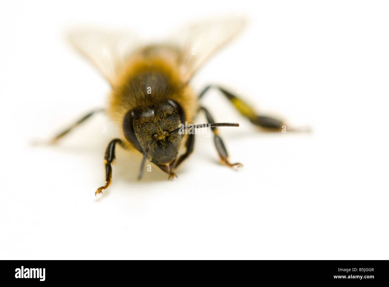 La abeja melífera Apis mellifera Foto de stock